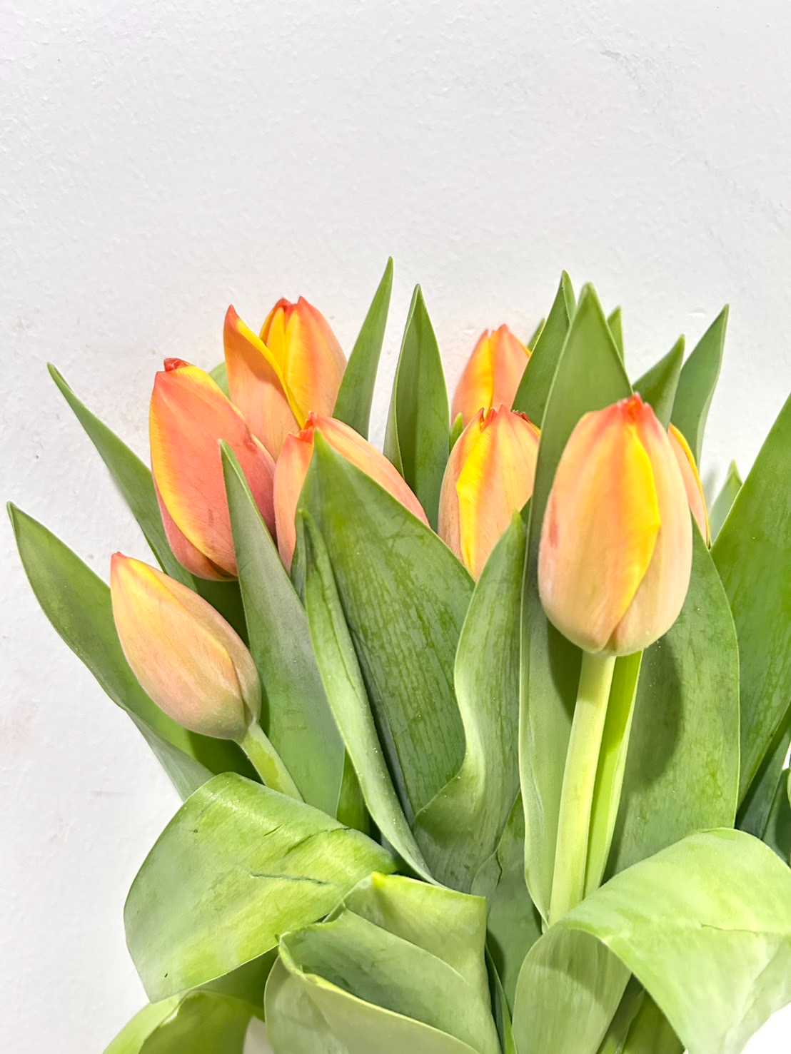 Tulip Ad Rem