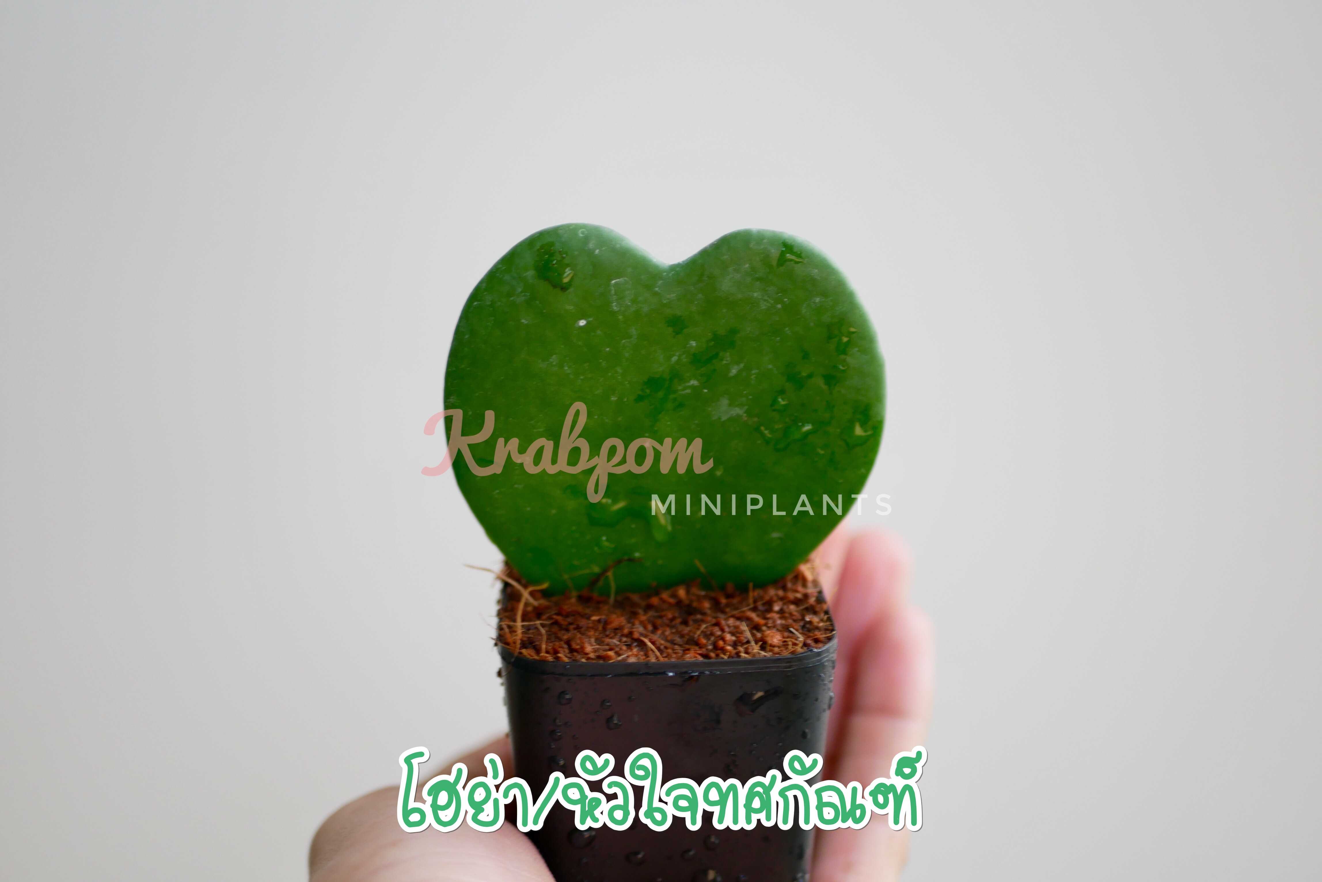 โฮย่า หัวใจทศกัณฑ์