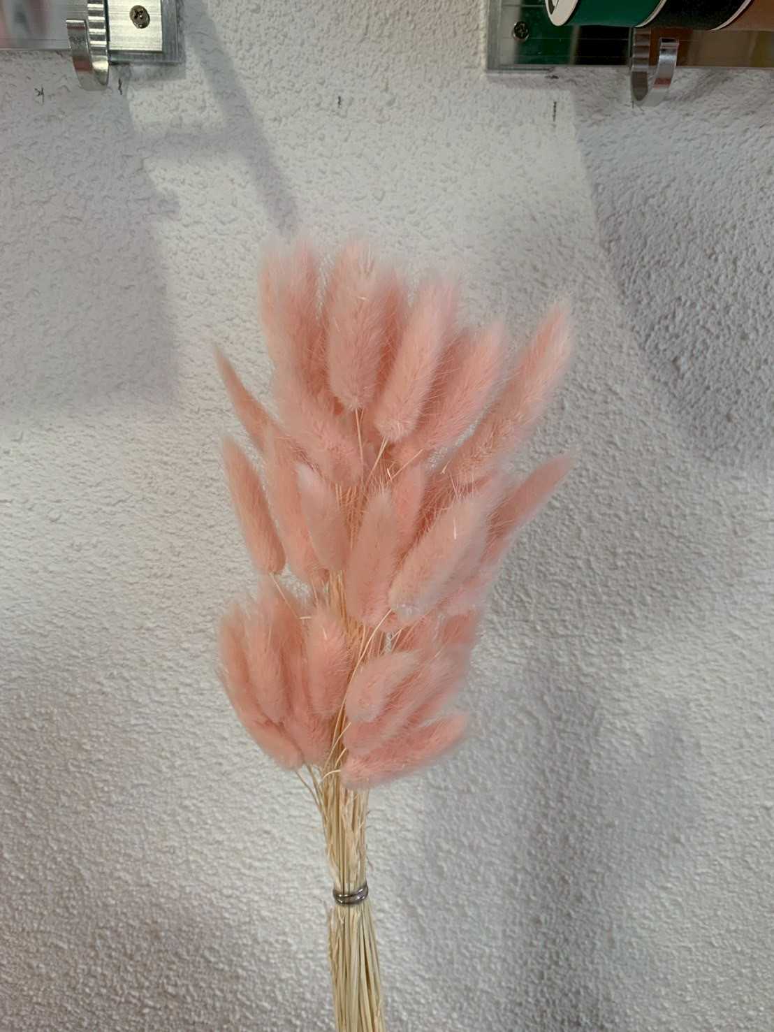 บันนี่เทลแห้ง (Dried Lagurus)(Bunnytail)