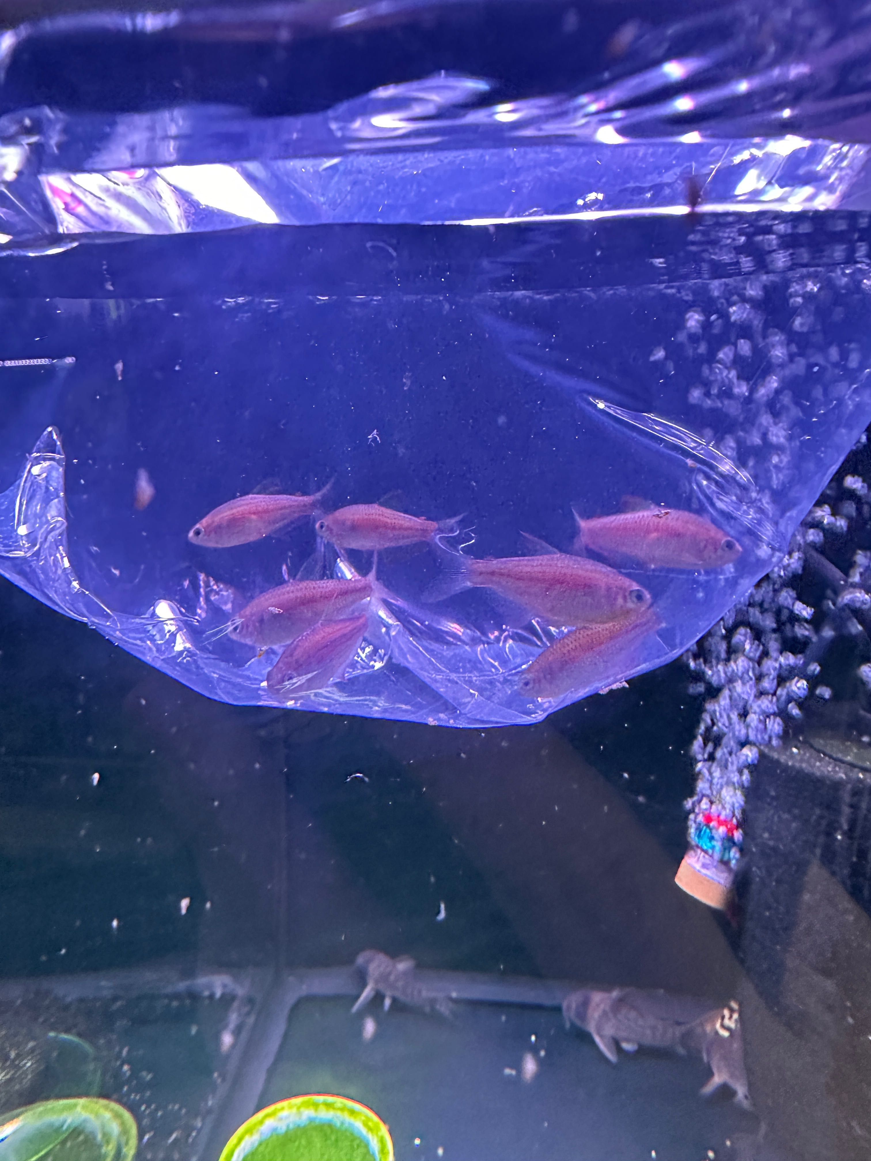 Inpaichthys Parauapiranga