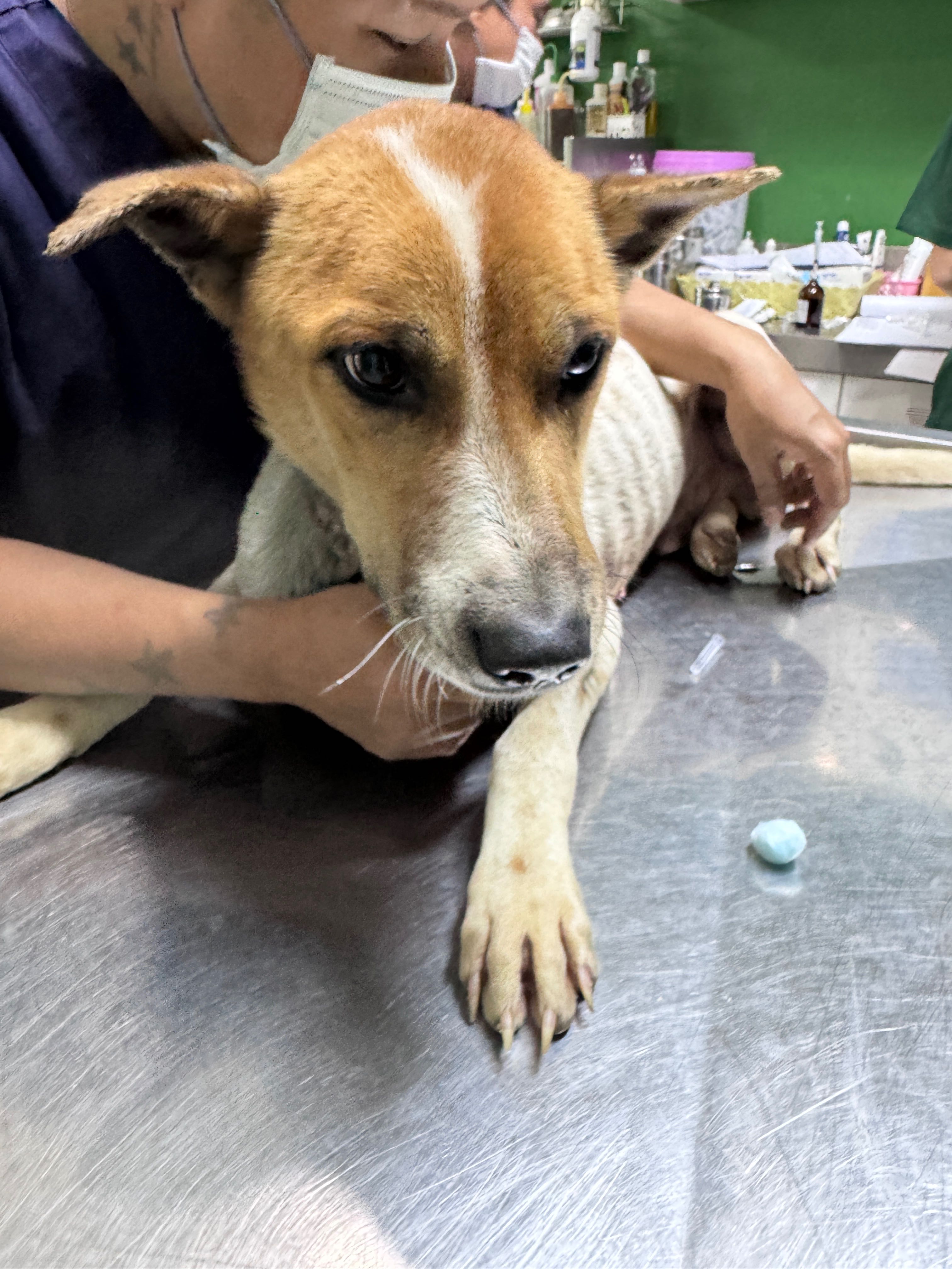 บริจาคค่ารักษา น้องฝรั่งสุพรรณบุรี