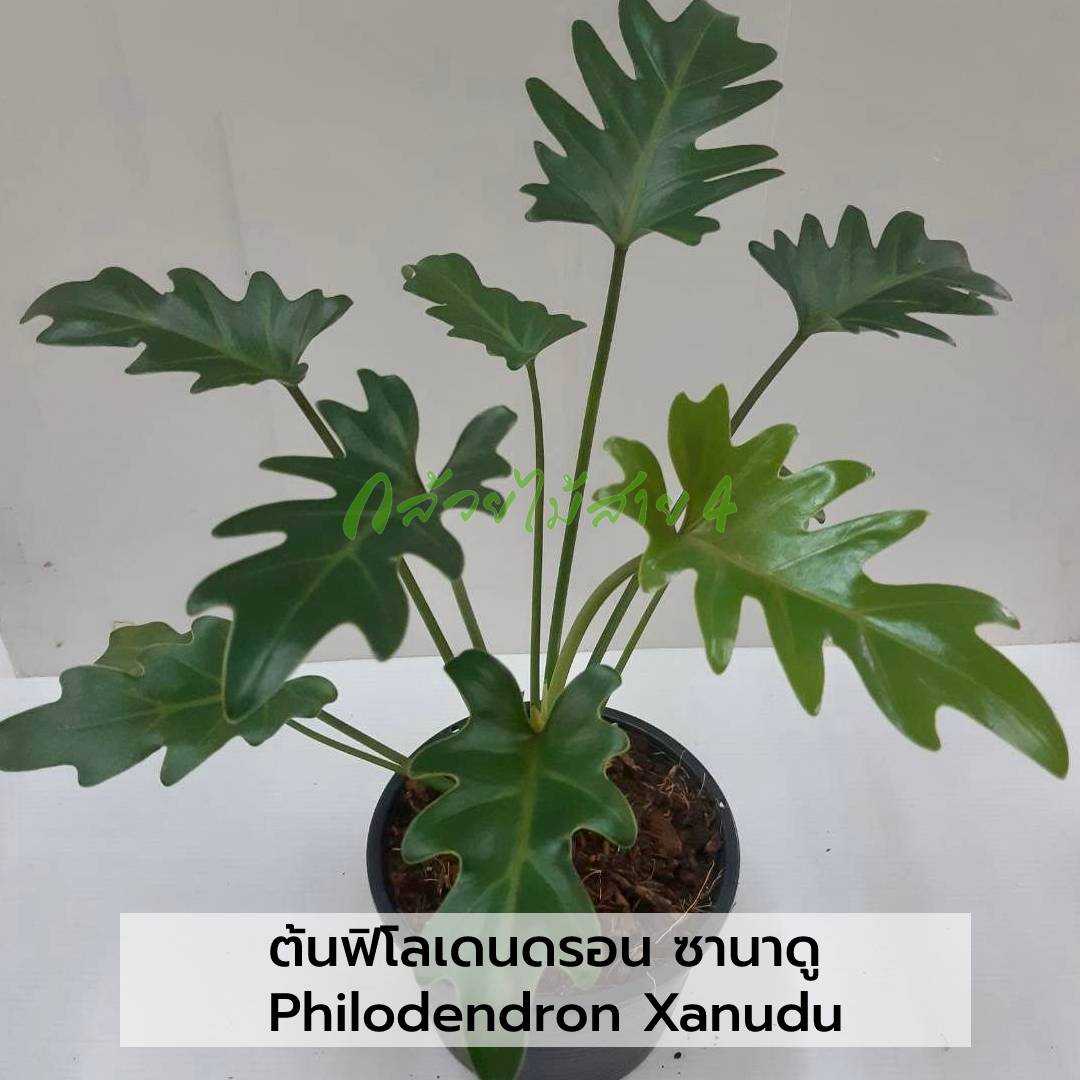 ฟิโลเดรนดรอน ซานาดู (PHILODENDRON XANADU) ต้นไม้ฟอกอากาศ กระถาง 6 นิ้ว