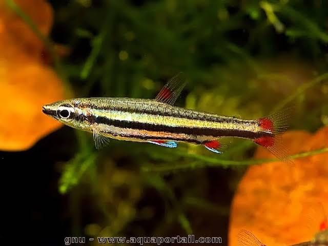 Nannostomus trifasciatus Pencil Fish