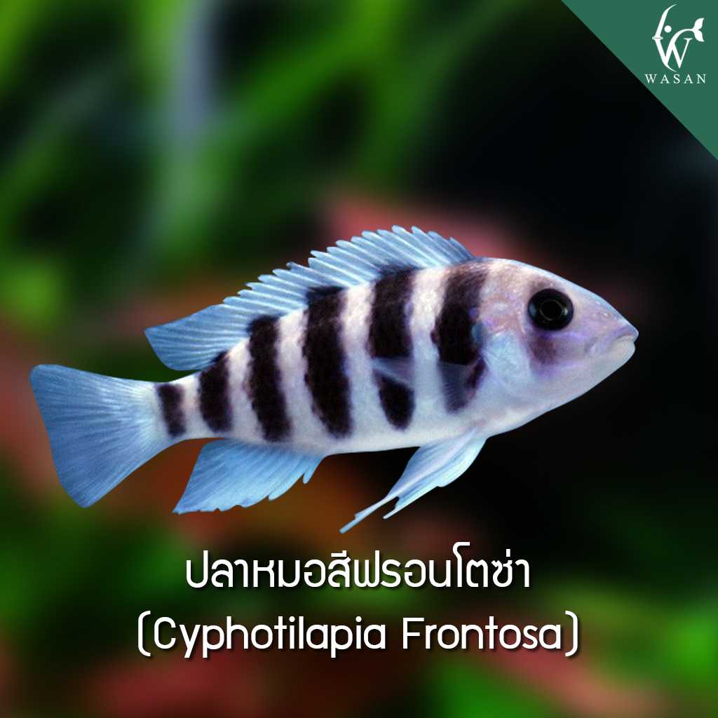 ปลาหมอสีฟรอนโตซ่า Cyphotilapia Frontosa (ไซส์ 1 cm)