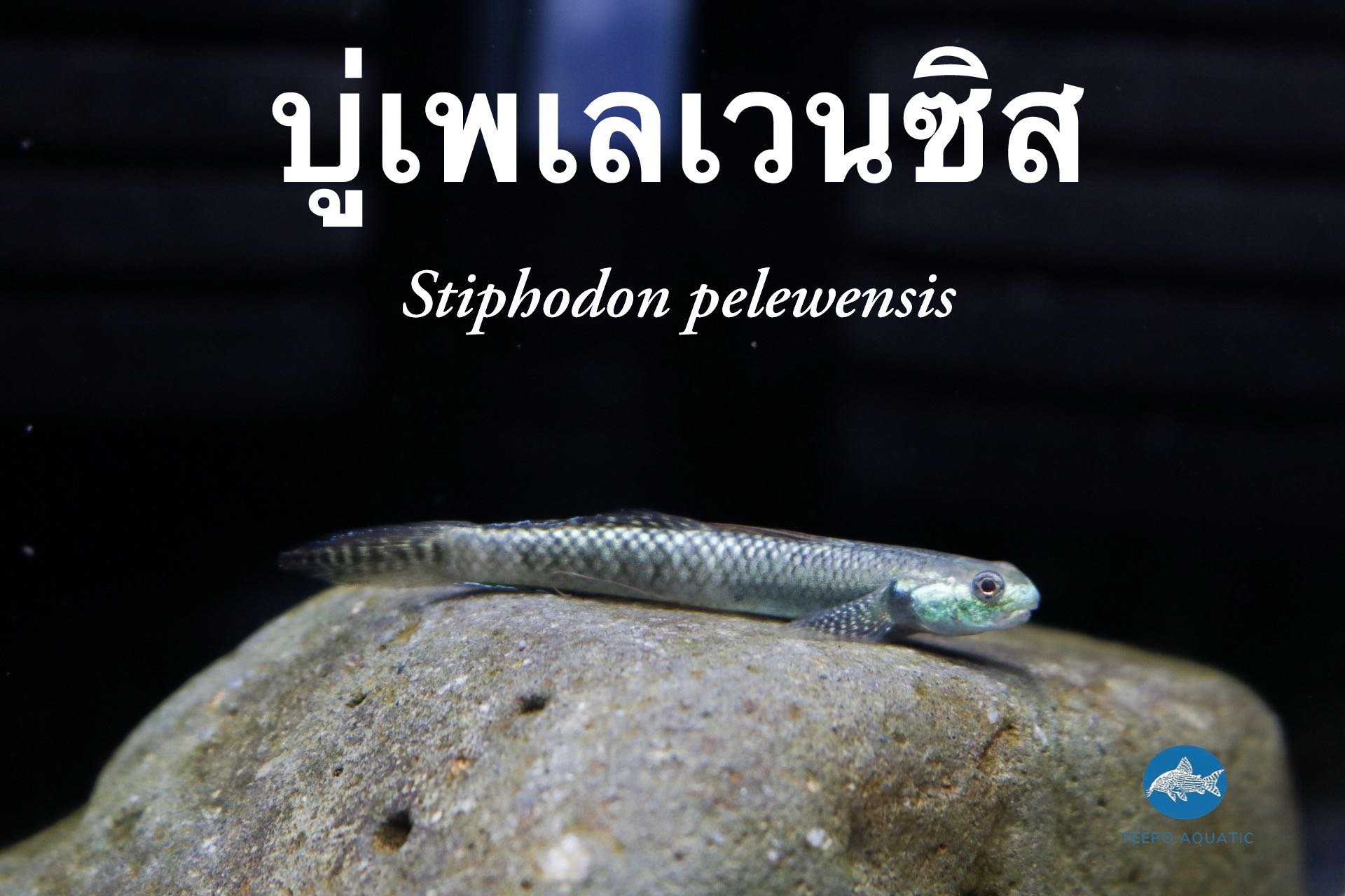 ปลาบู่เพเลเวนซิส Stiphodon pelewensis