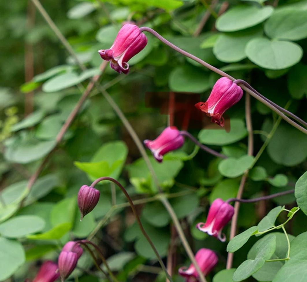 ‘Red Martin’ Bell Clematis 