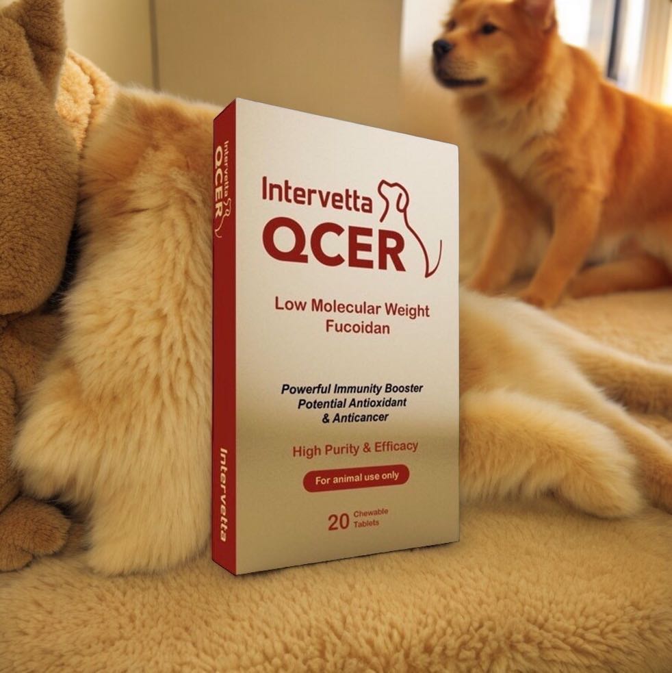 QCER Intervetta 🔥Exp.15/6/2026 ต้านมะเร็ง เสริมภูมิคุ้มกัน Fucoidan สุนัข แมว