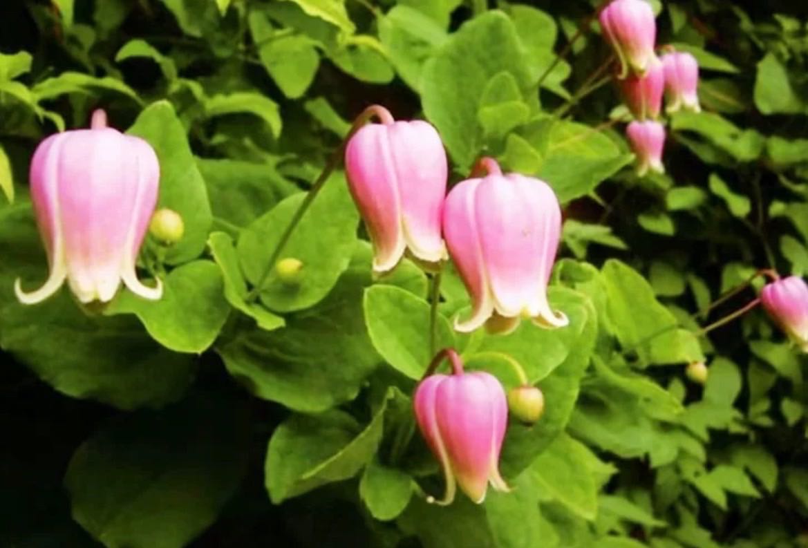 ‘Kanazawa’ Bell Clematis 