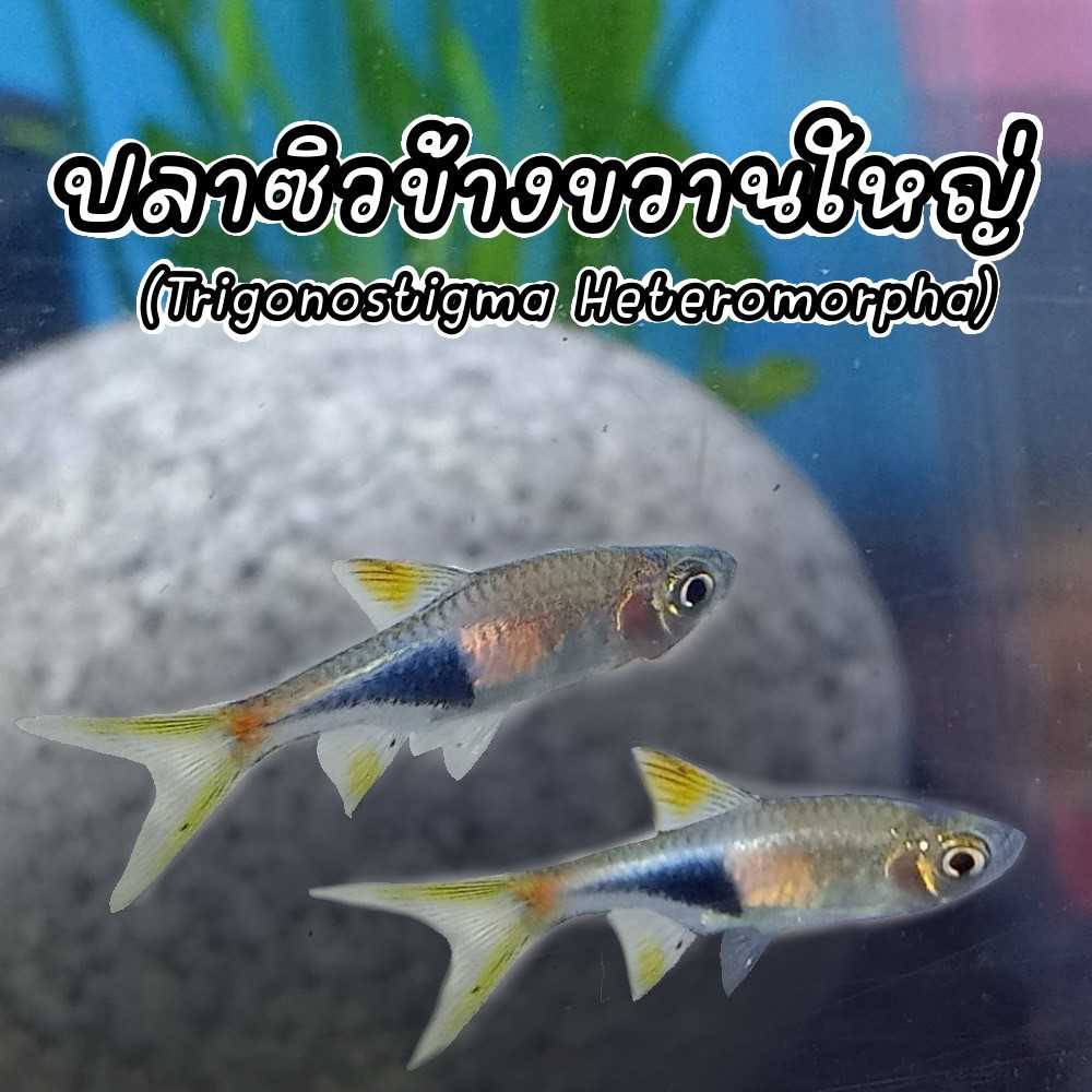ปลาซิวข้างขวานใหญ่ (Trigonostigma Heteromorpha) 2 ตัว ปลาสวยงาม