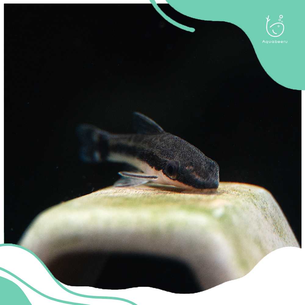 ปลาออตโต้ (Dwarf Suckers)