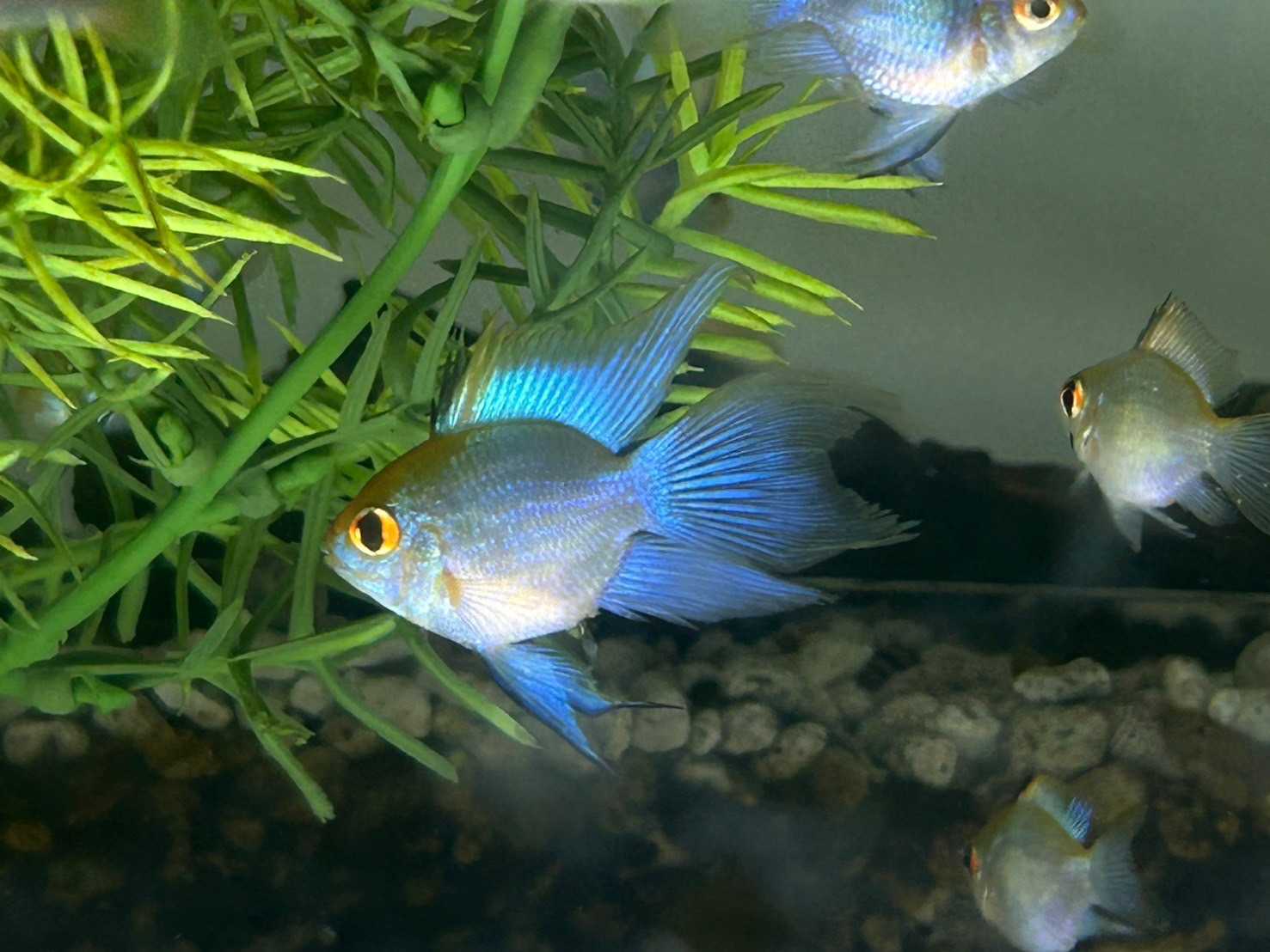 ปลาแรมบลู Electric Blue Ram (ไซส์ 2-3cm )