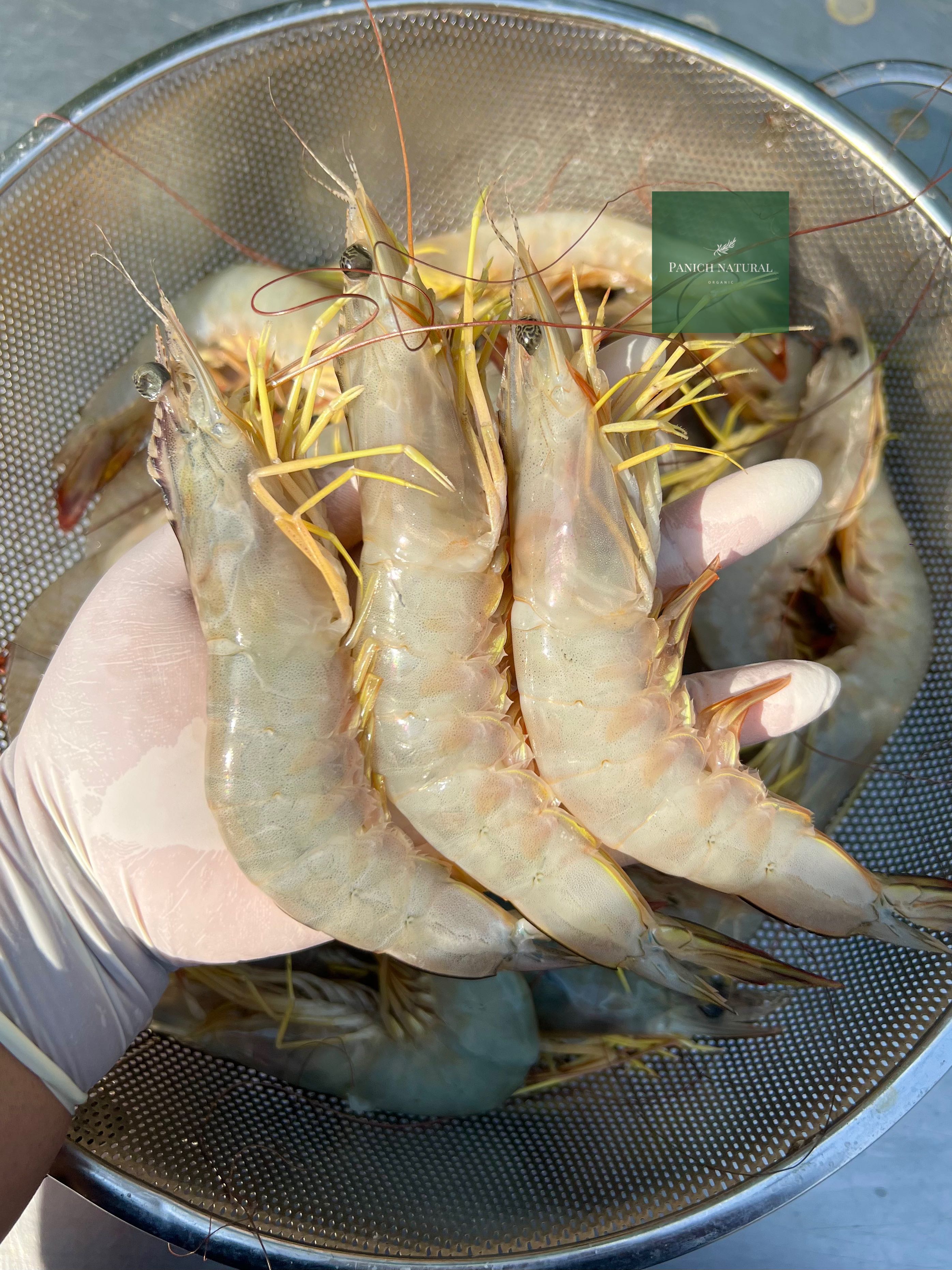 กุ้งแชบ๊วยทะเล กุ้งอวนลอย