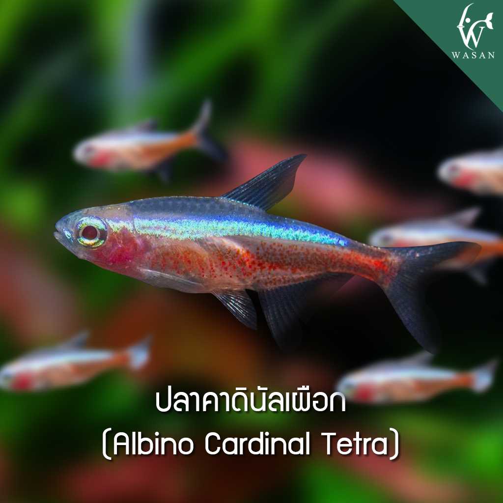 ปลาคาดินัลเผือก Albino Cardinal Tetra (ไซส์ 2-3 cm)