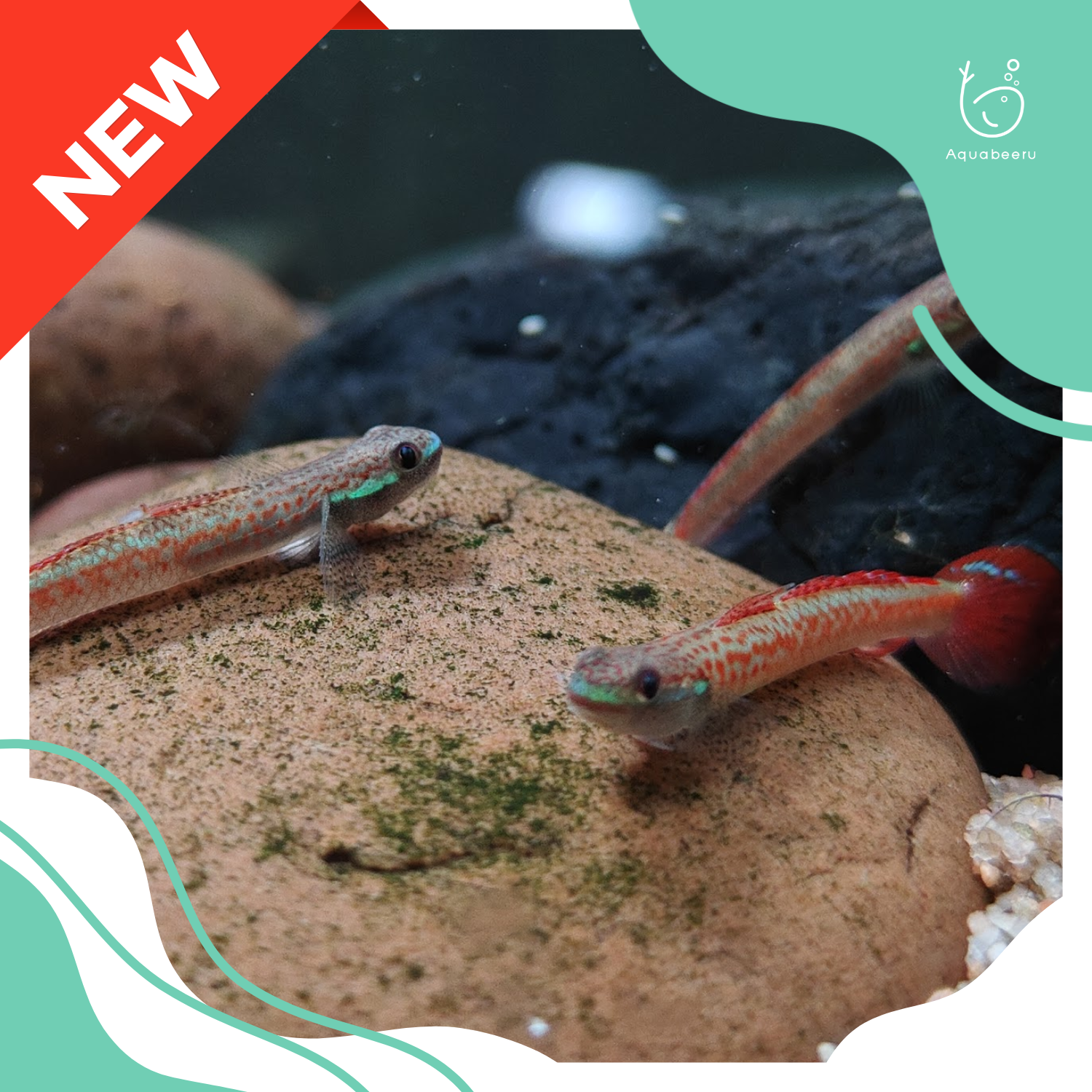 ปลาบู่แคระแอนนี่ (Annie's Dwarf Goby )