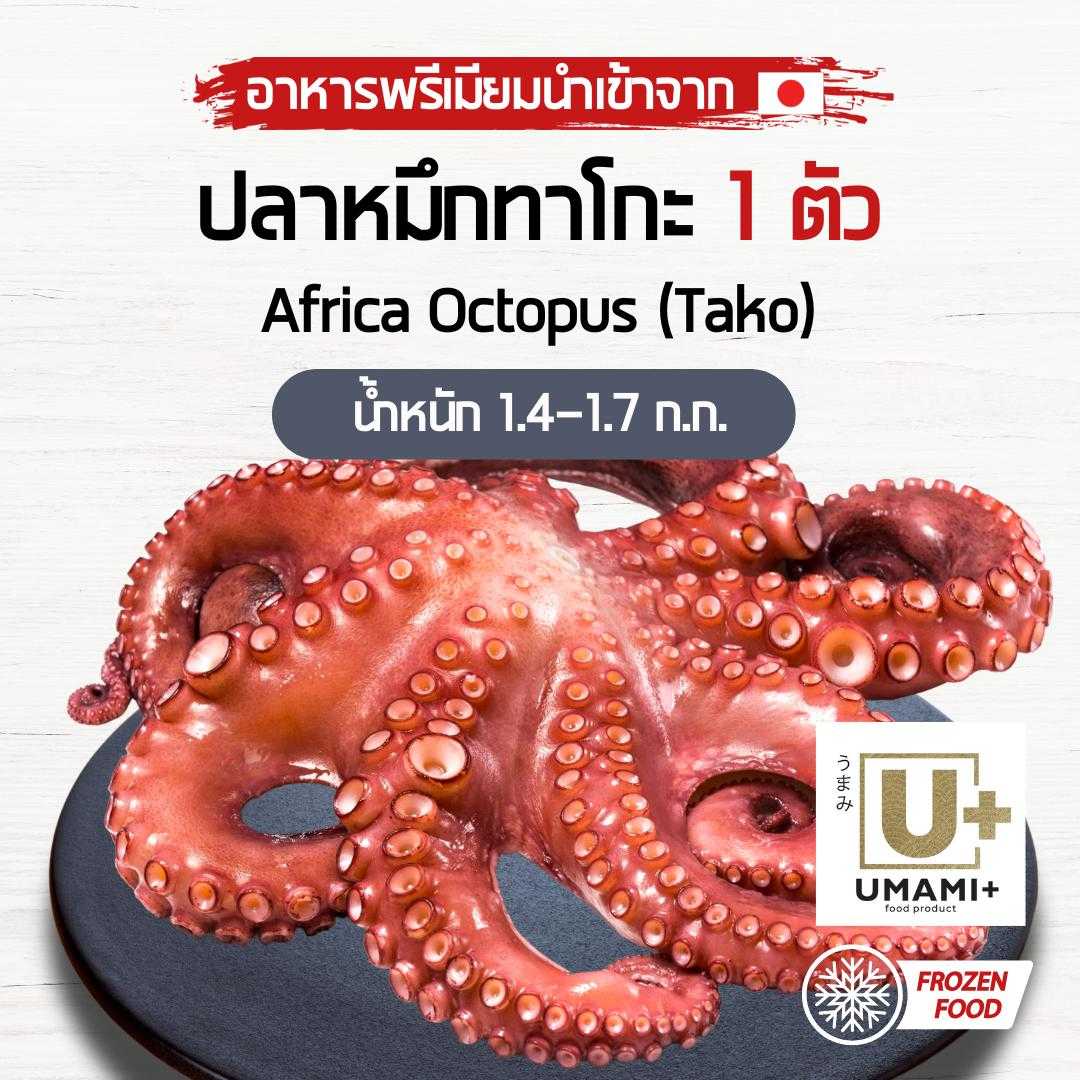 หมึกยักษ์ (Tako) หมึกทาโกะ  – Africa Octopus