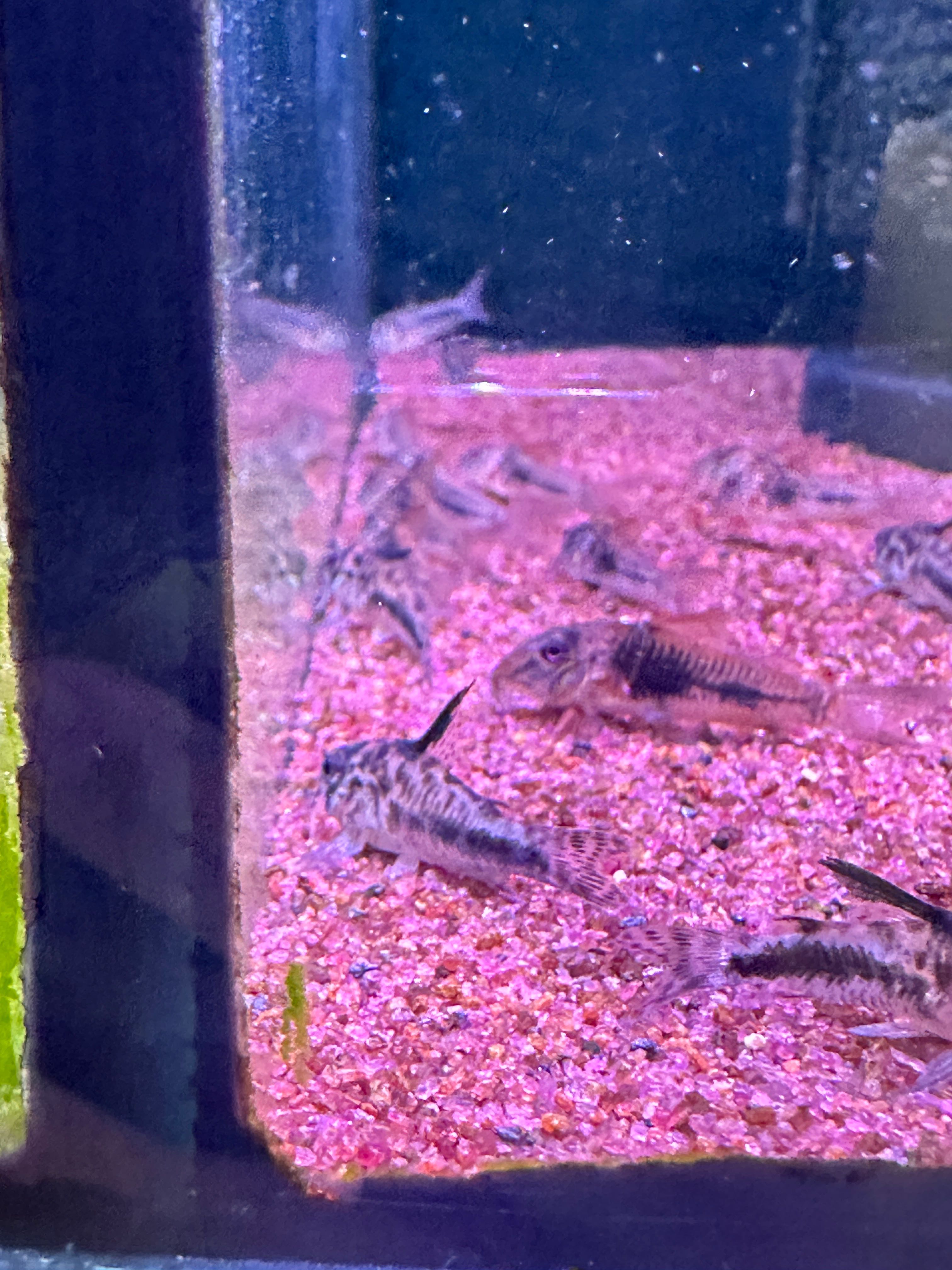 Corydoras Sipaliwini