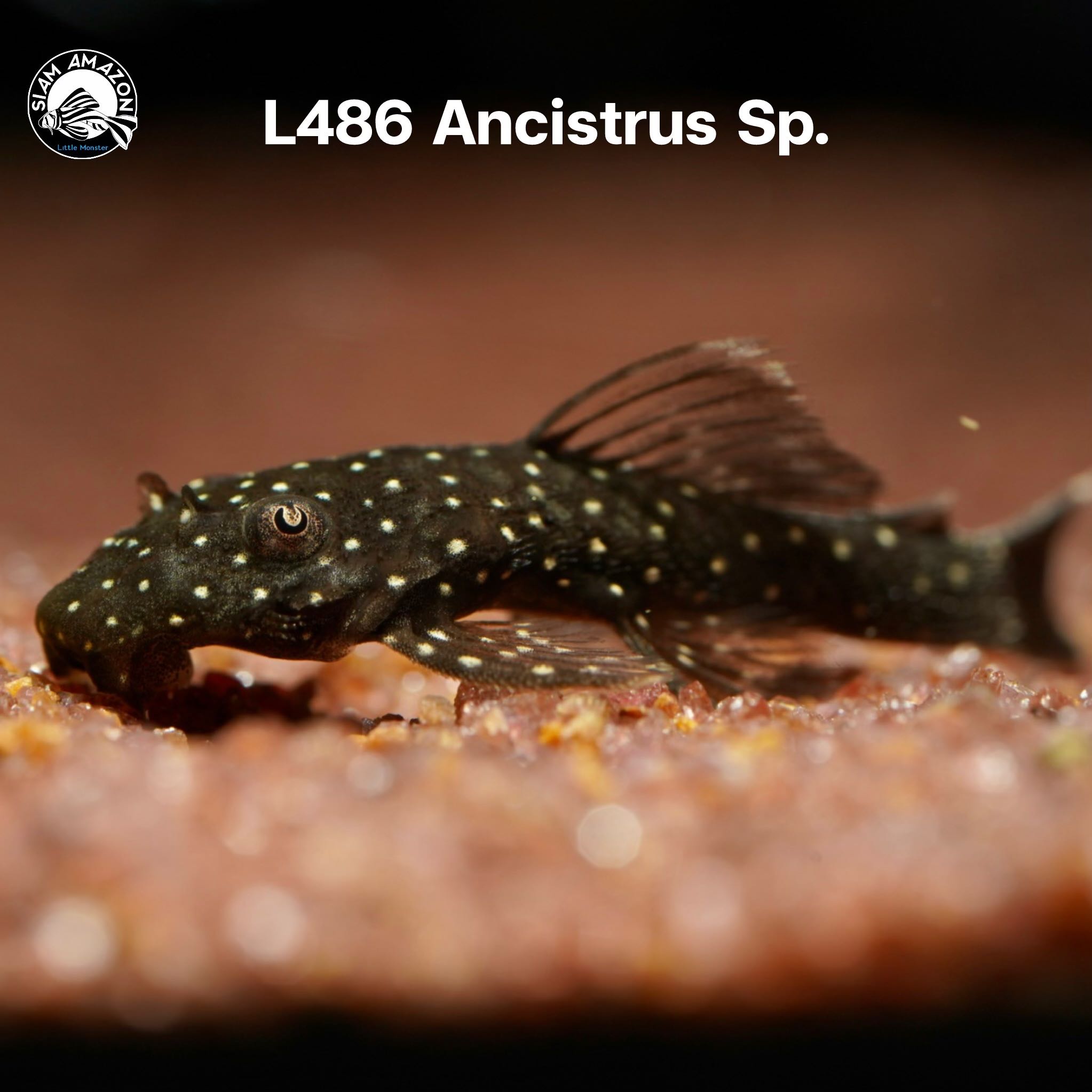 L486 Ancistrus Sp.ไซส์ 1.5 นิ้ว