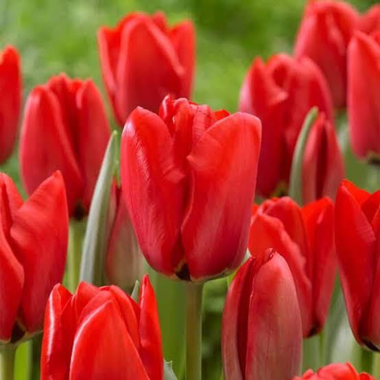 Tulip Cherry Delight  (พร้อมส่ง)