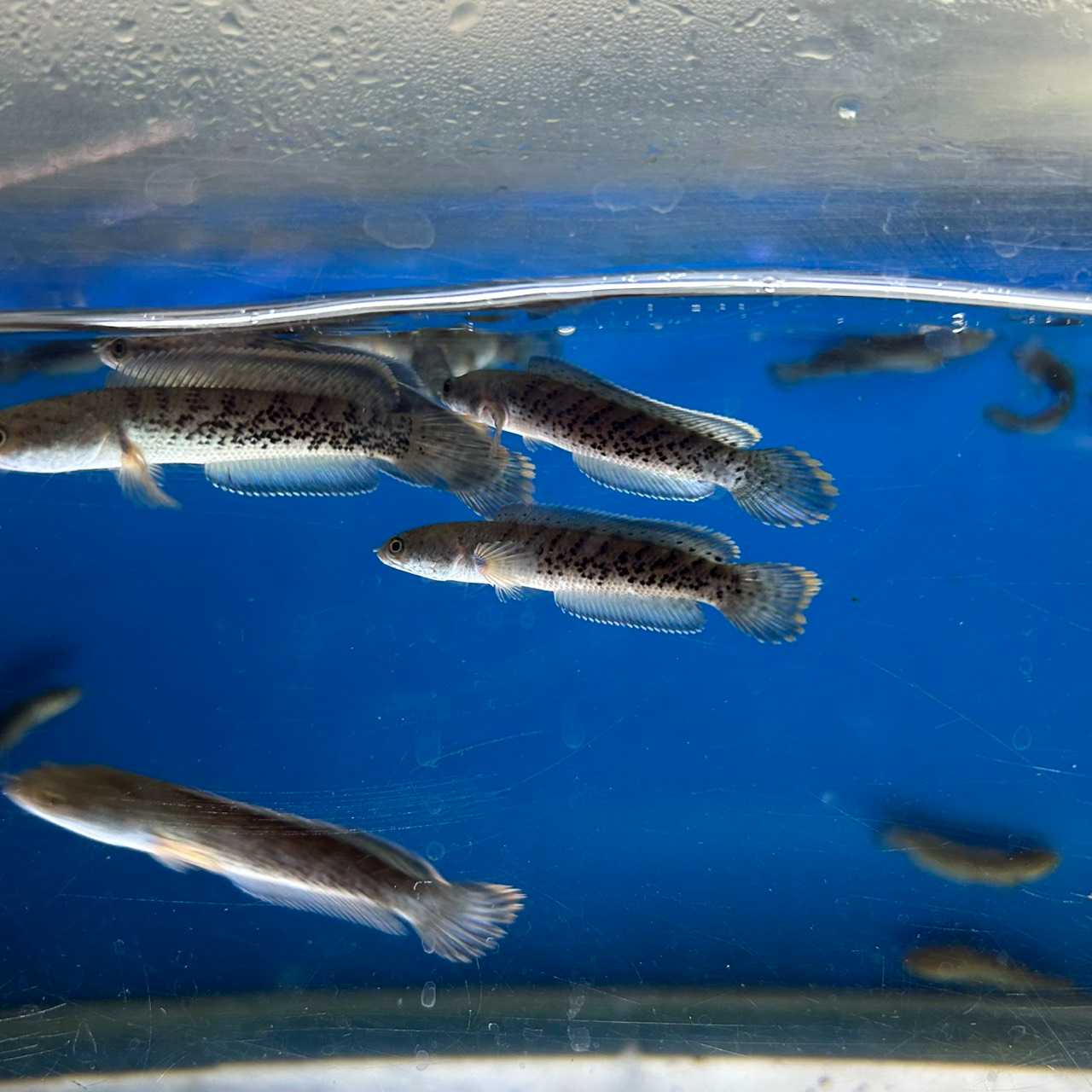 ช่อนสจ๊วต ( 3 นิ้ว )