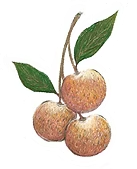 An Image
