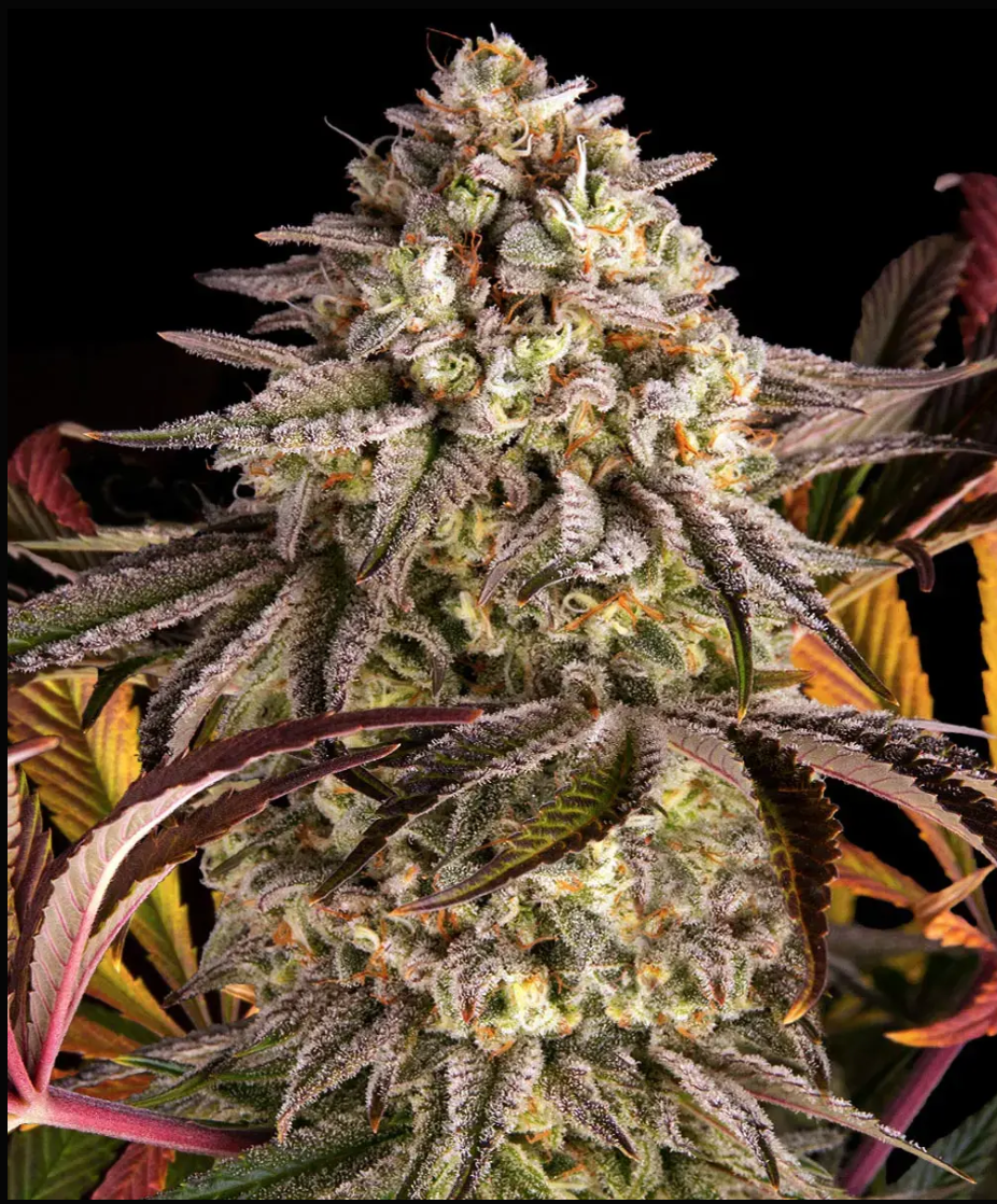 Blue Sunset Sherbert Feminized pack 1