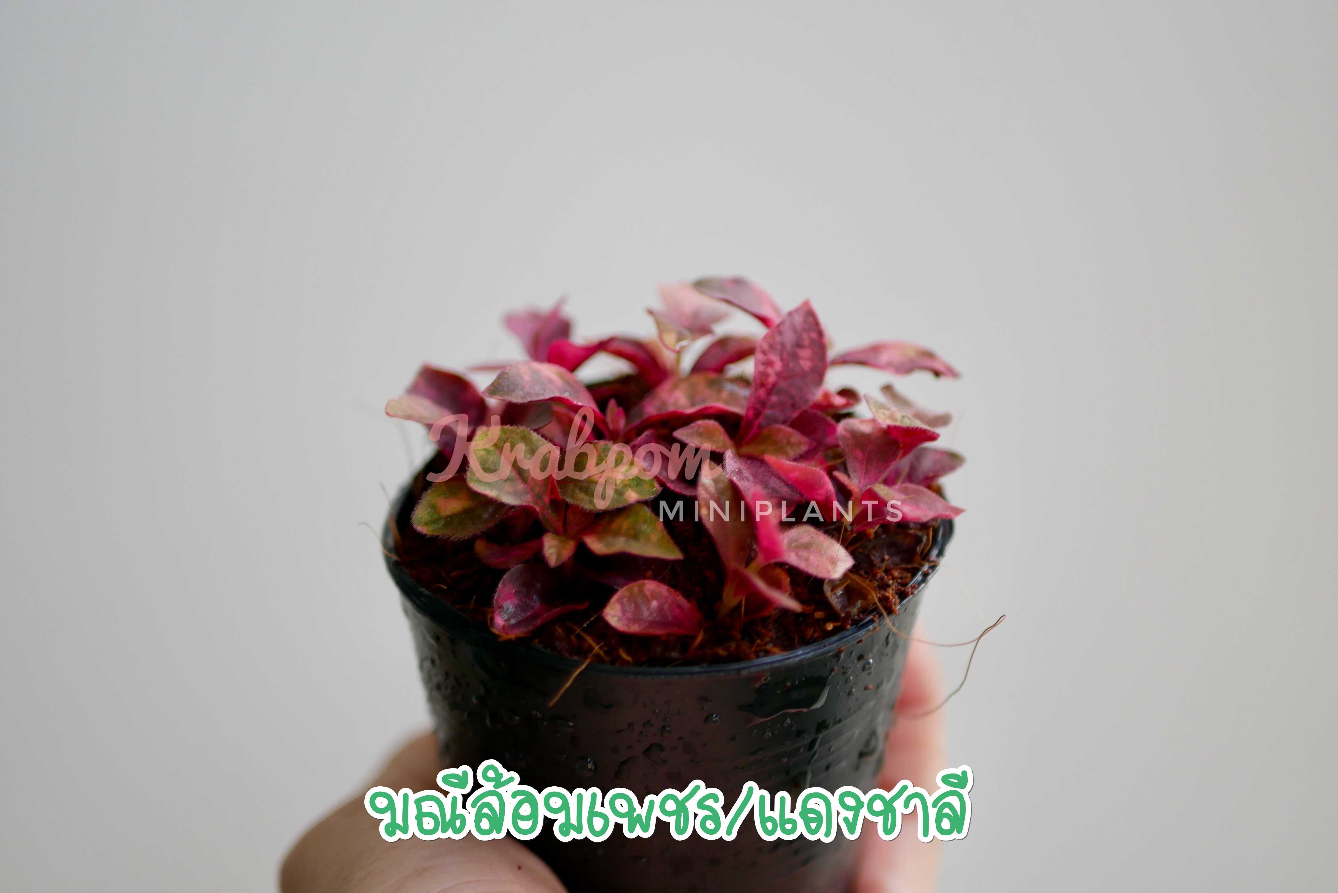 มณีล้อมเพชร แดงชาลี