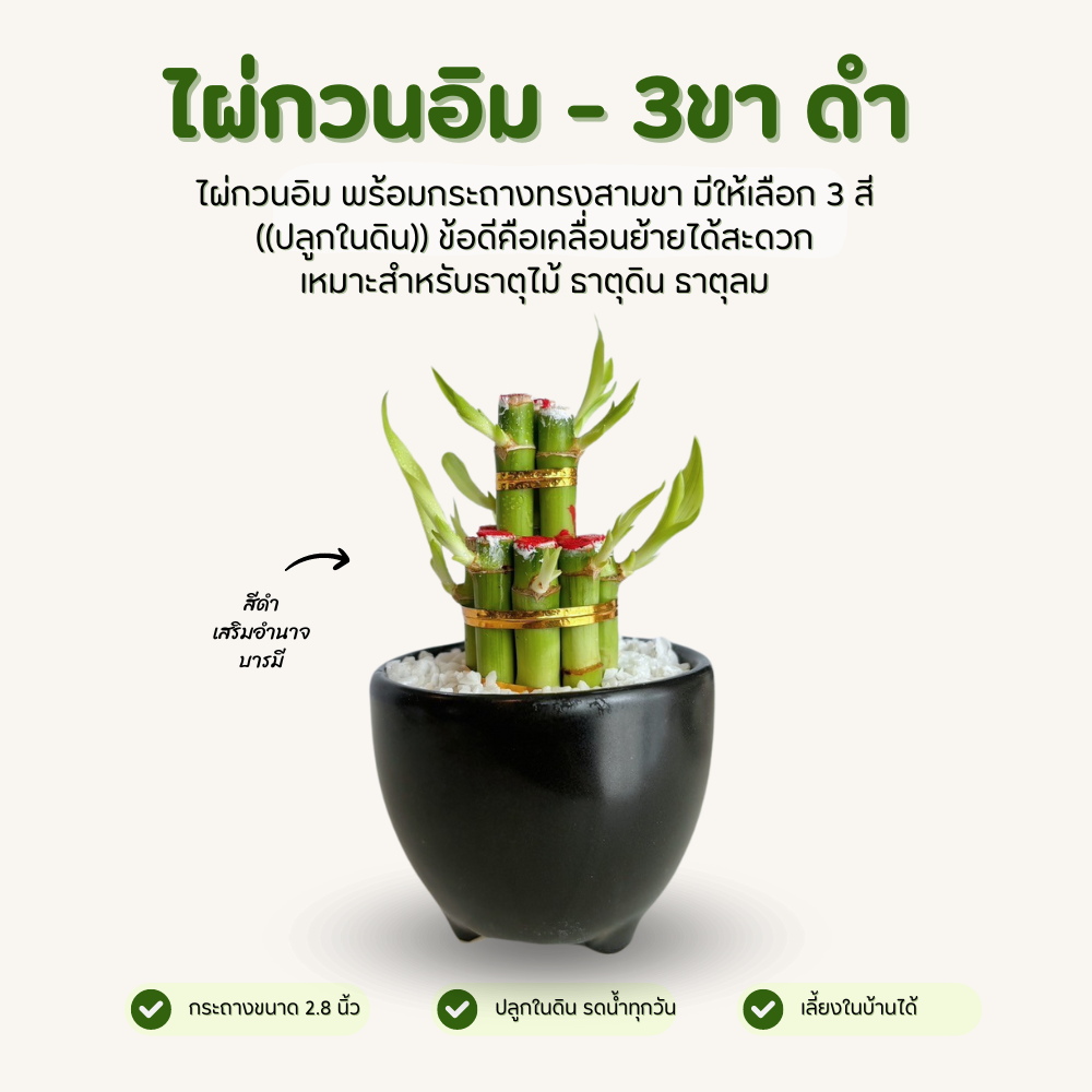 ไผ่กวนอิม พร้อมกระถางเซรามิก 3 ขา สีดำ วางบนโต๊ะทำงานได้