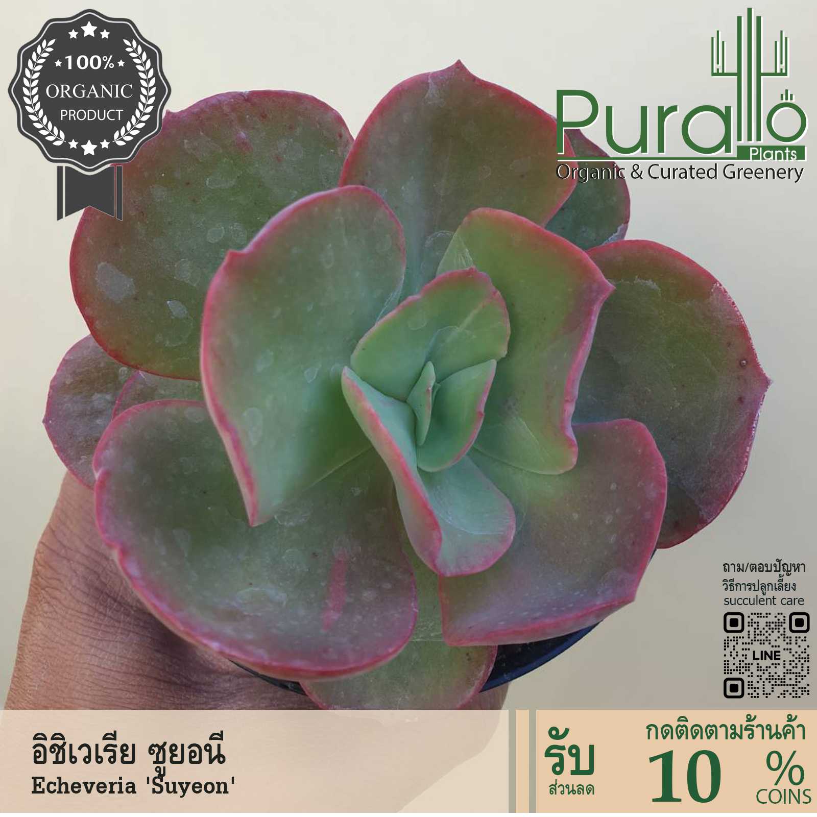 ต้นไม้อวบน้ำ กุหลาบหิน อิชิเวเรีย ซูยอน Echeveria Suyeon #succulents #Echeveria #กระถาง #เมล็ดพันธุ์