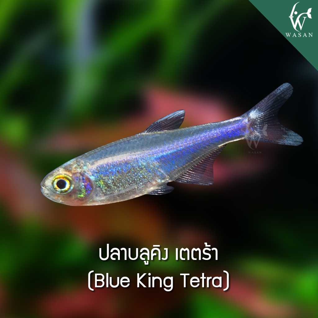 ปลาบลูคิง เตตร้า Blue King Tetra (ไซส์ 2-3cm)
