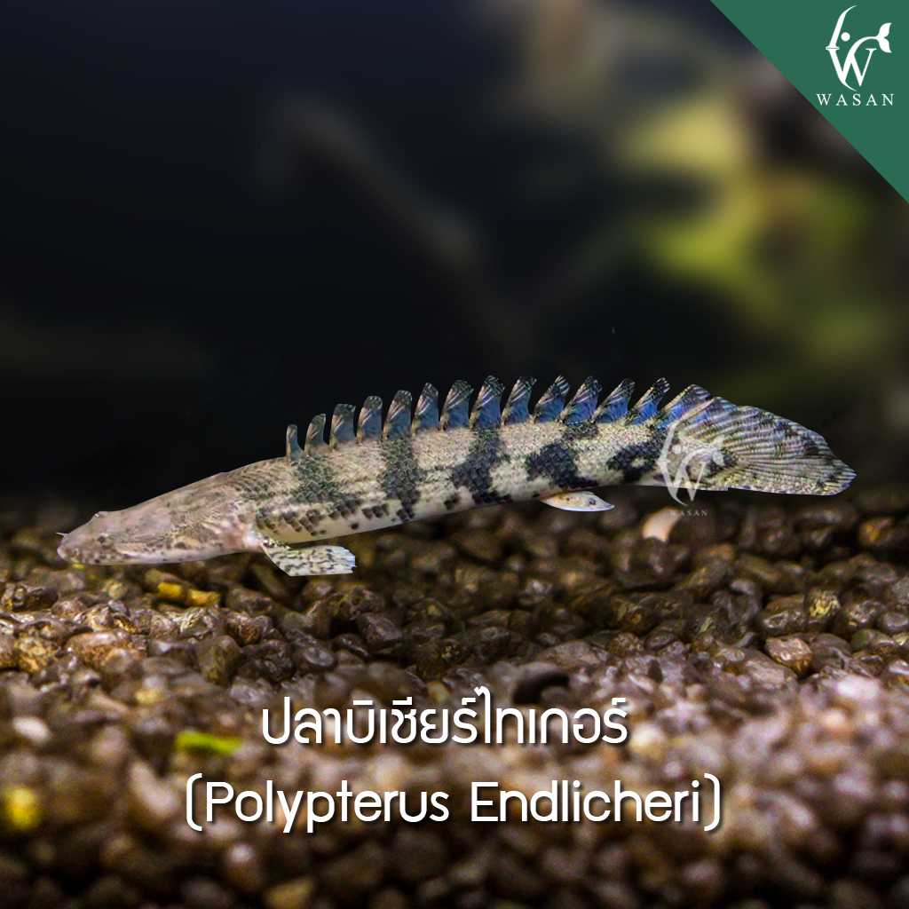 ปลาบิเชียร์ไทเกอร์ Polypterus Endlicheri (ไซส์ 3-4นิ้ว)