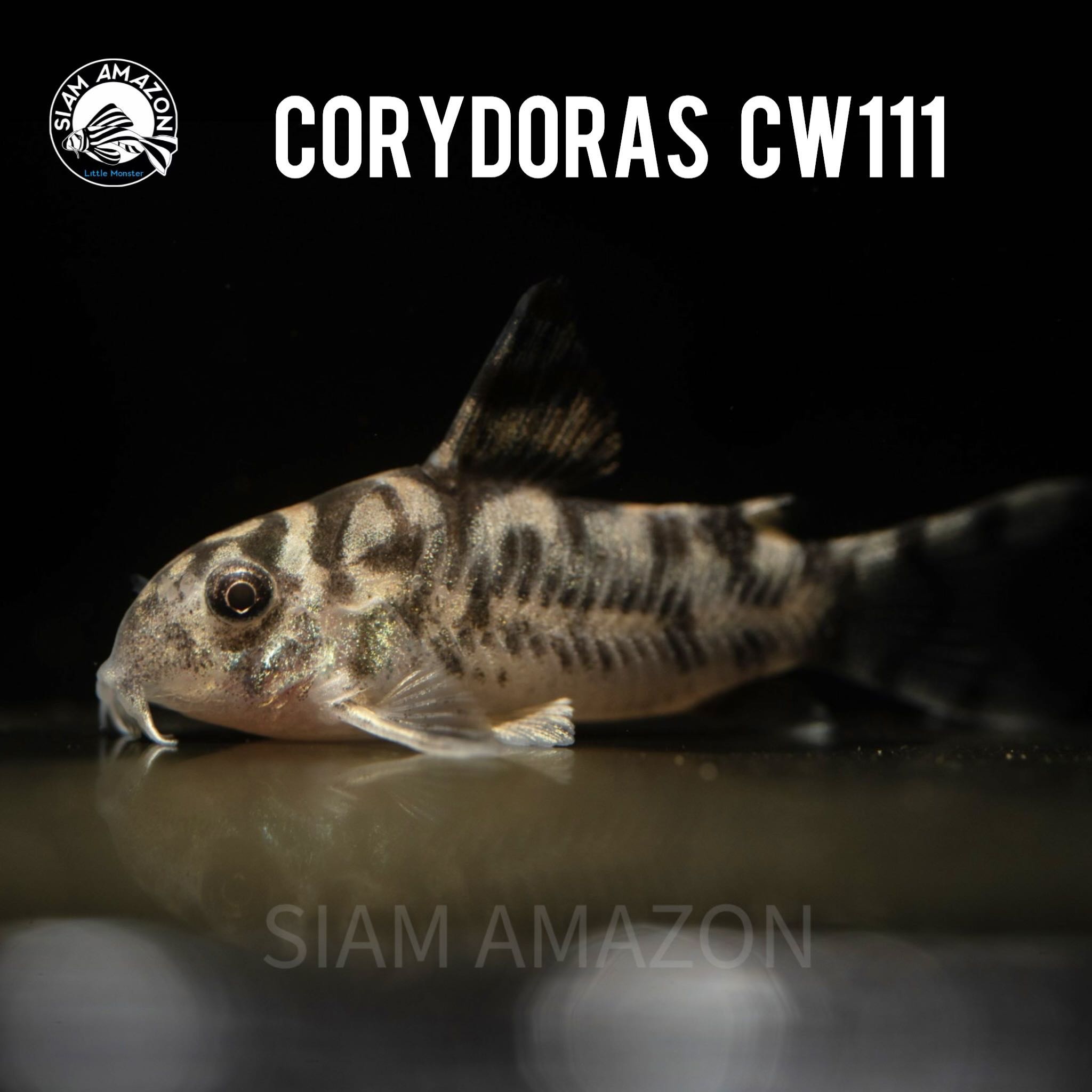 Corydoras CW111 ไซส์ 3.5-4 cm