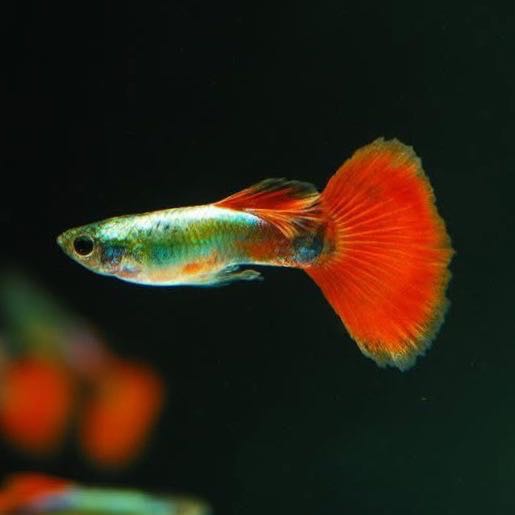 Red tail platinum guppy Male 