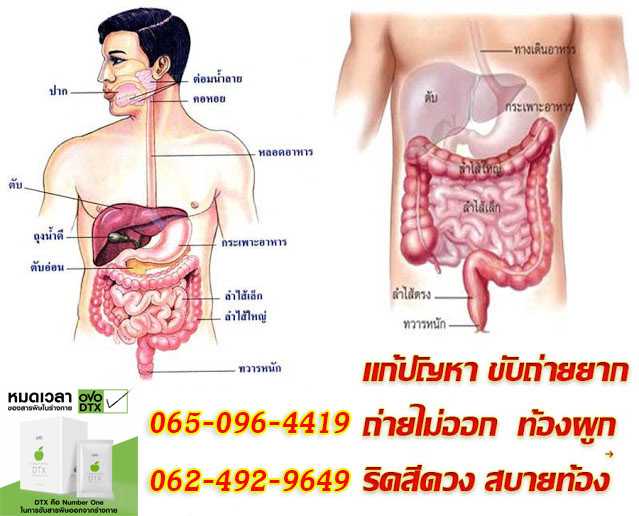 ดีทีเอกซ์ สุดยอดสารสกัดจากธรรมชาติ ช่วยดูแลระบบกำจัดของเสียภายในร่างกาย ขับล้างสารพิษ