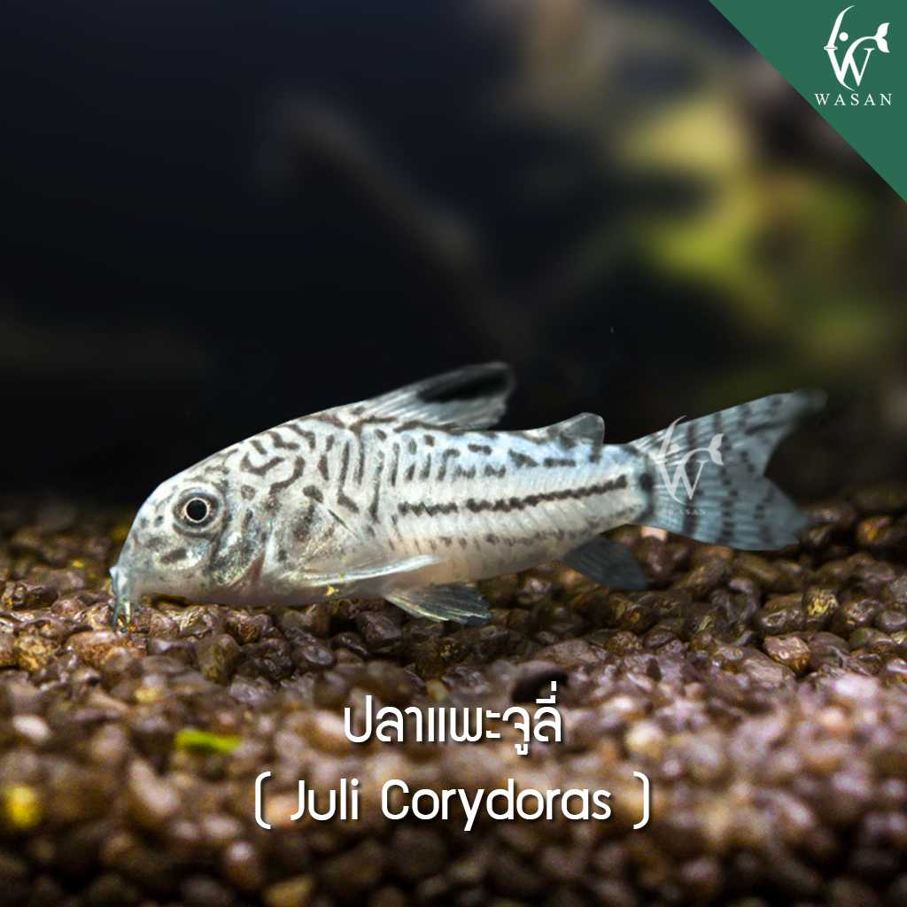 ปลาแพะจูลี่  Julie Corydoras  (ไซส์ 2-3 cm)