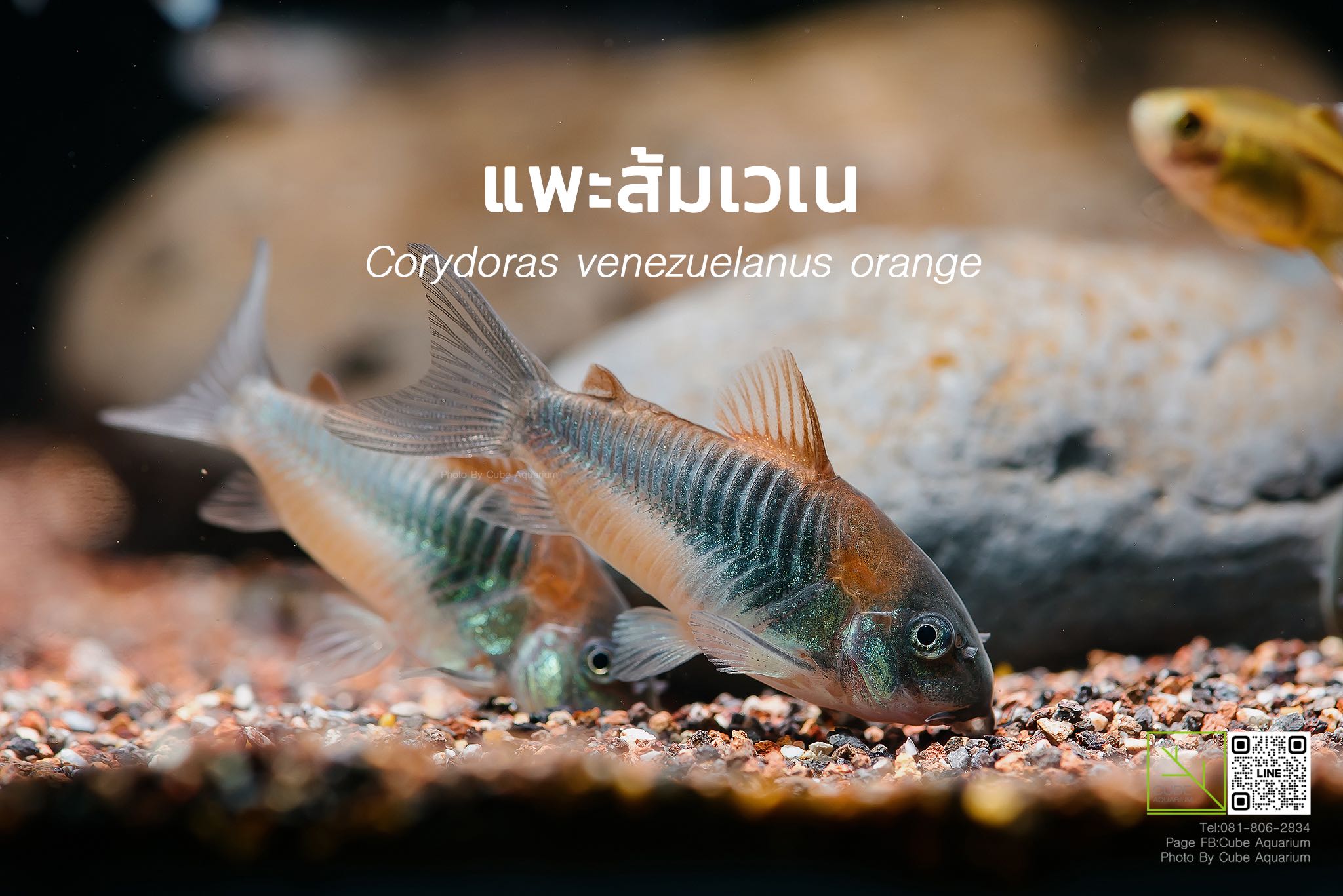 แพะส้มเวเน Corydoras venezuelanus orange