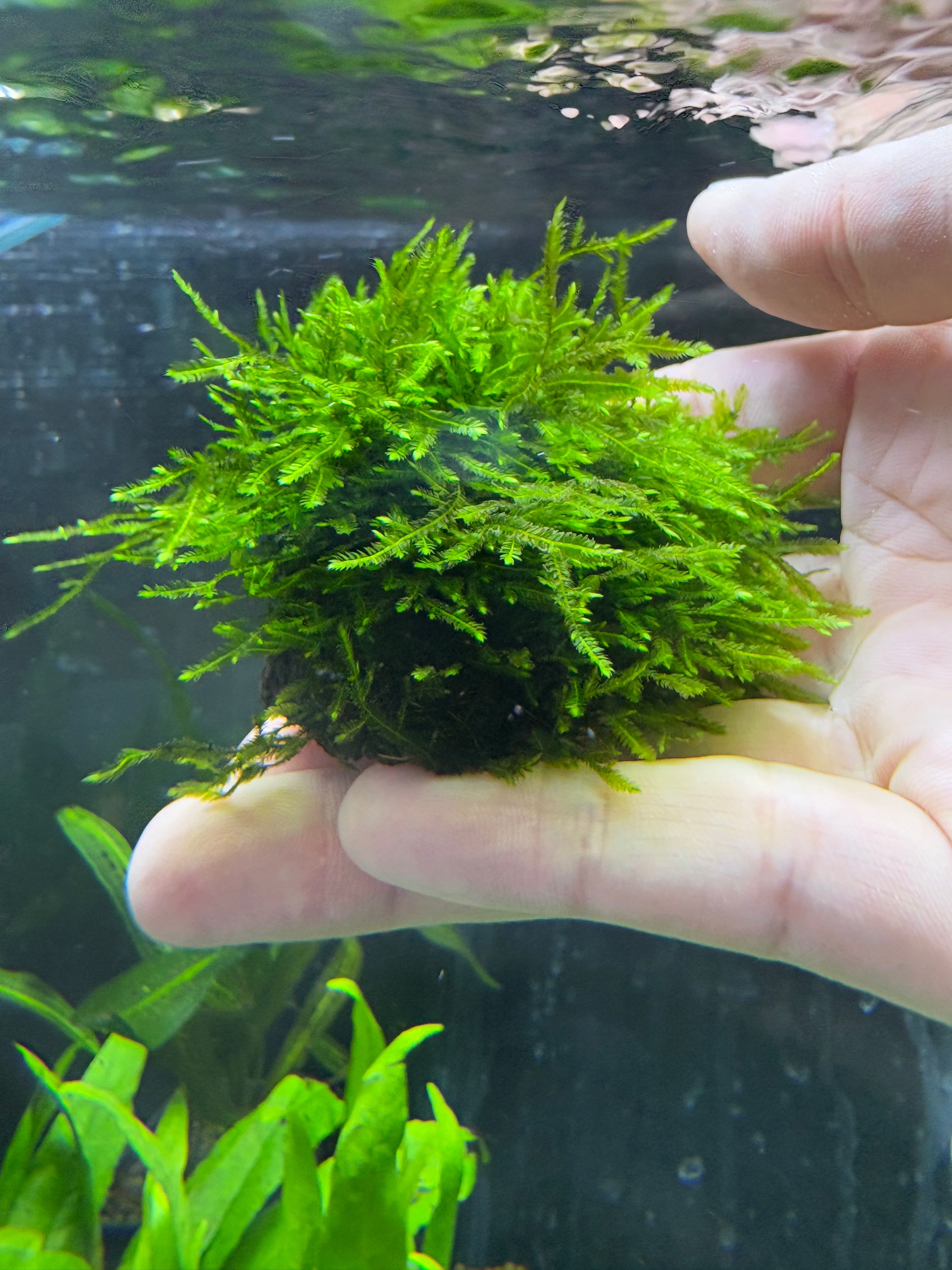 Moss on lava stone 