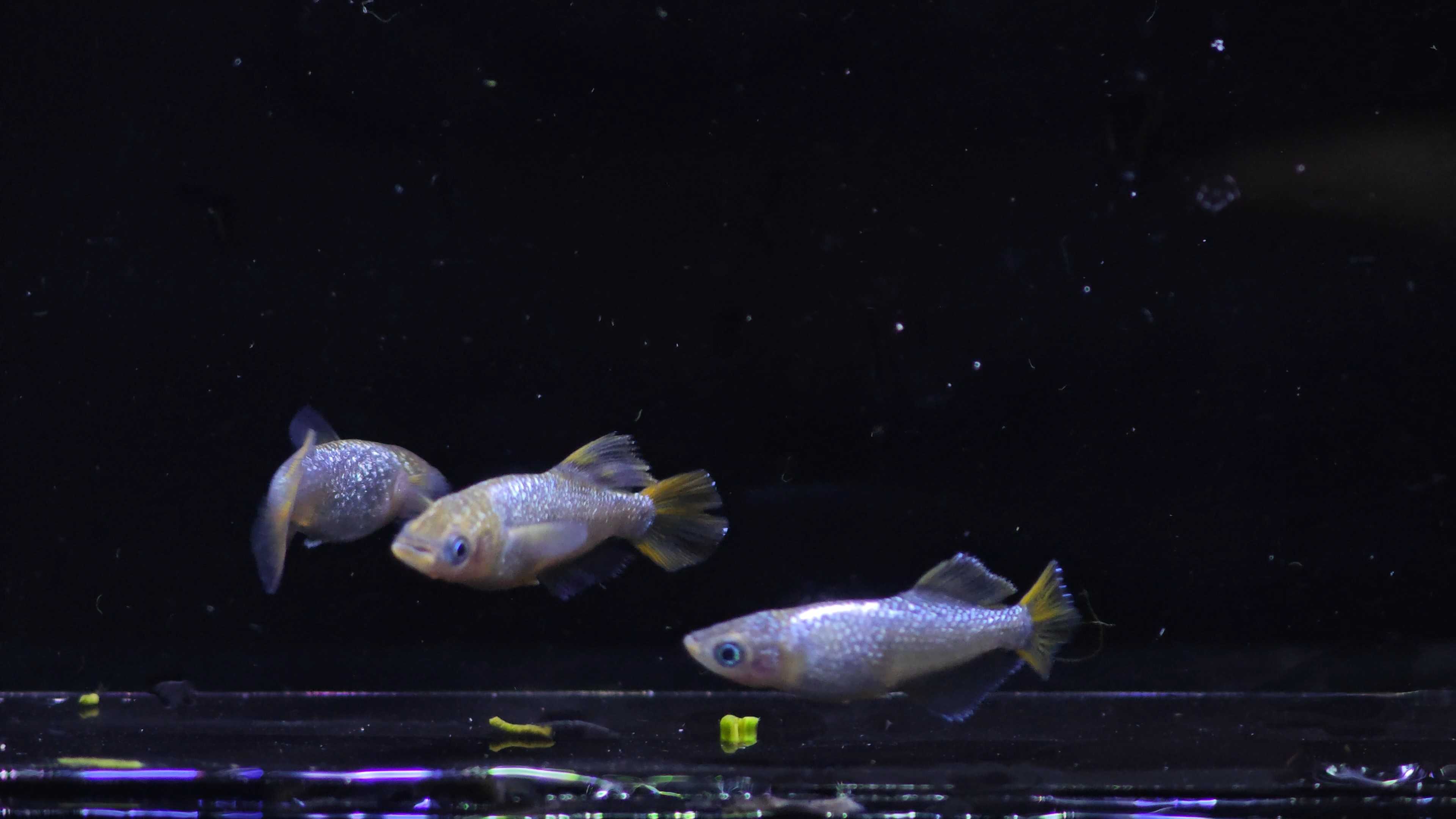Medaka fish Athena นำเข้าจากญี่ปุ่น