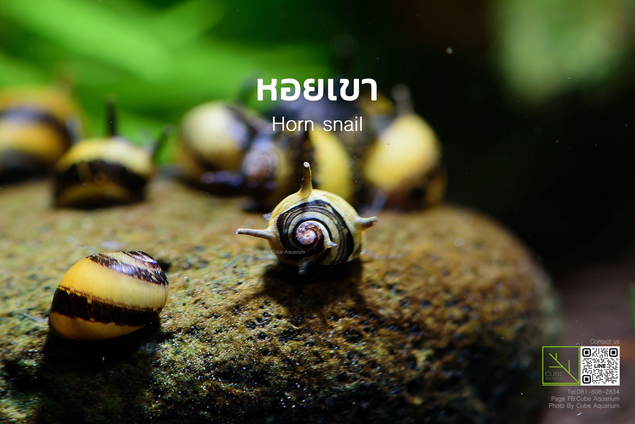 หอยเขา Horn snail 