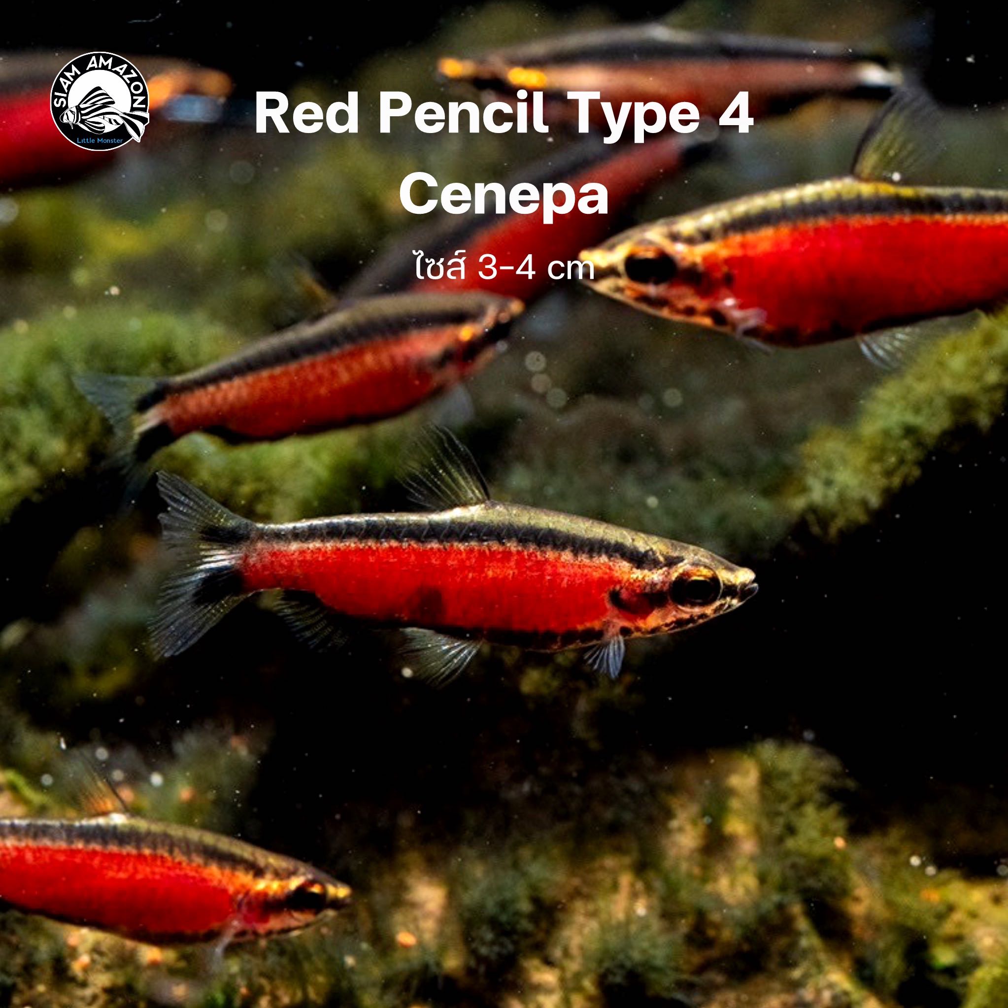 ดินสอแดงเปรู Red Pencil 🇵🇪 4 ชนิด