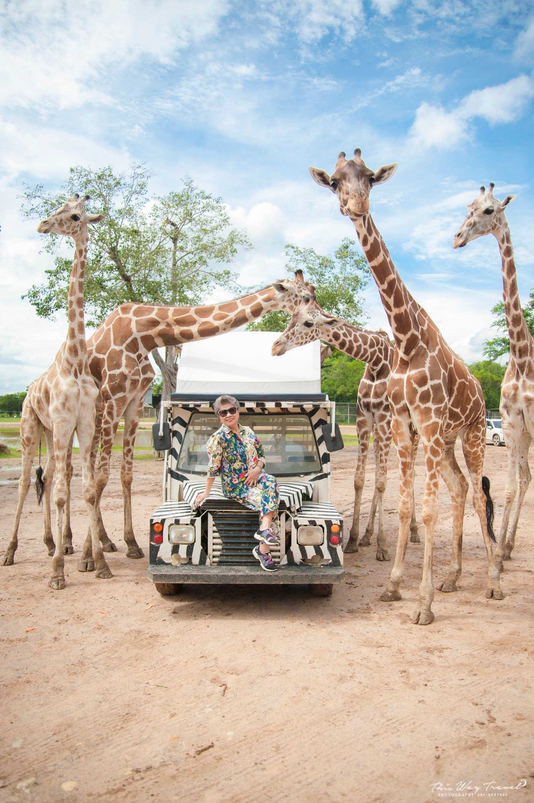 โปรแกรม Day Trip สวนสัตว์เปิดซาฟารีปาร์ค กาญจนบุรี เดินทาง 1 พย.63