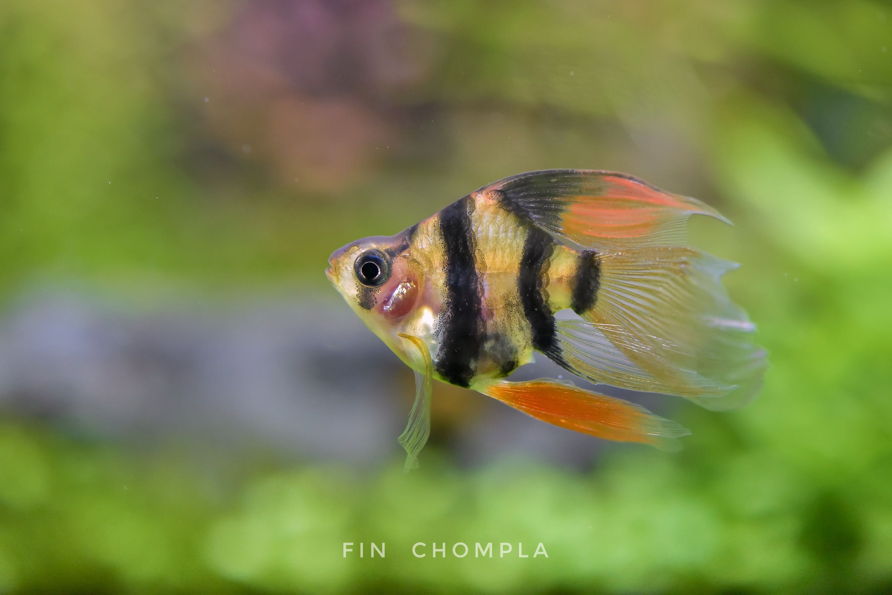 Tiger Barb Balloon  Long fin