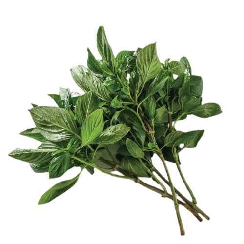FG04008 โหระพาไทย Thai Basil ( 100g )
