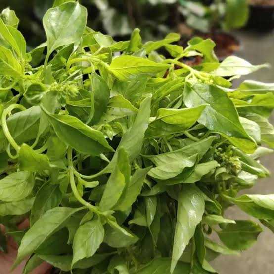 ใบแมงลัก Lemon Basil (200g)
