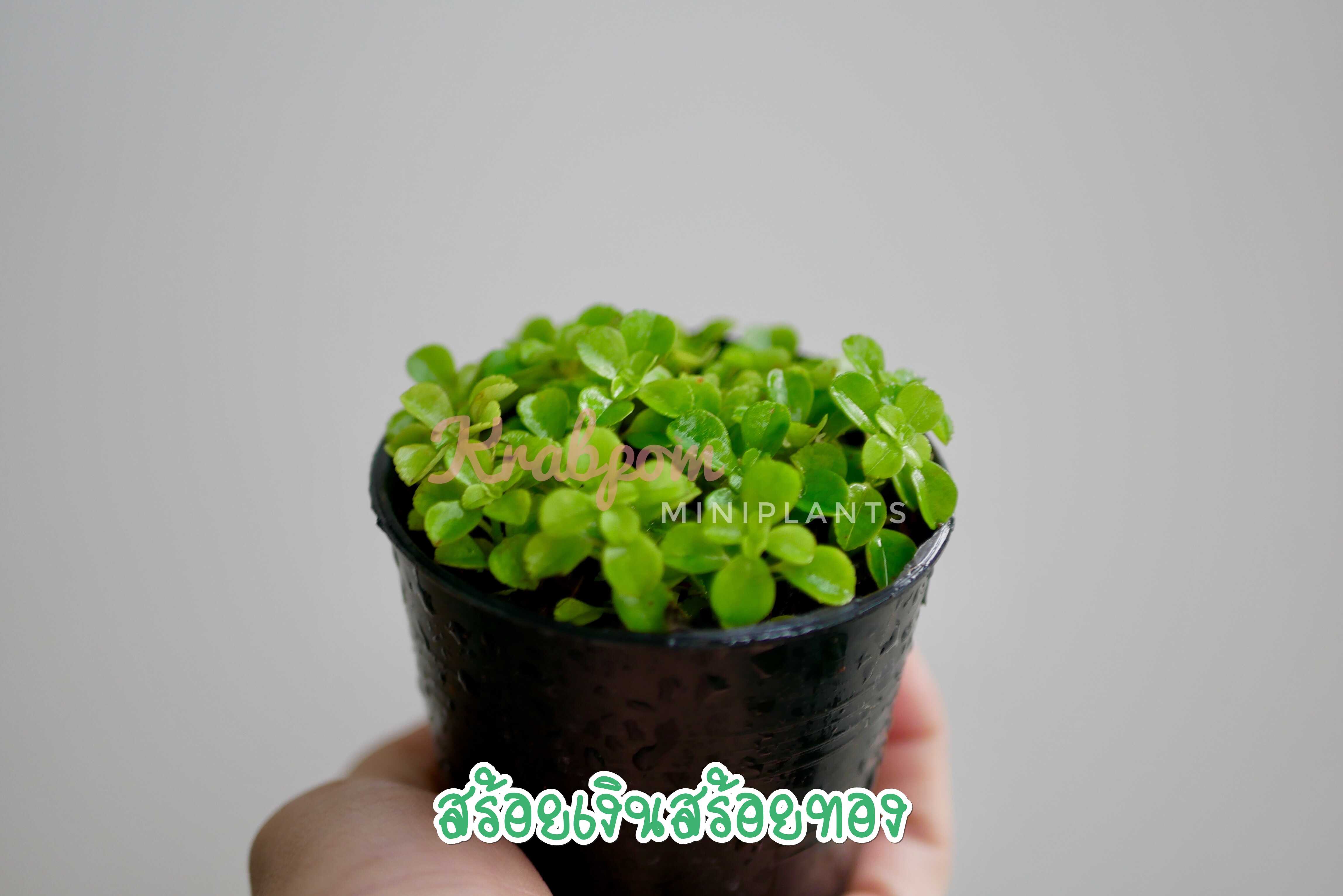 สร้อยเงินสร้อยทอง