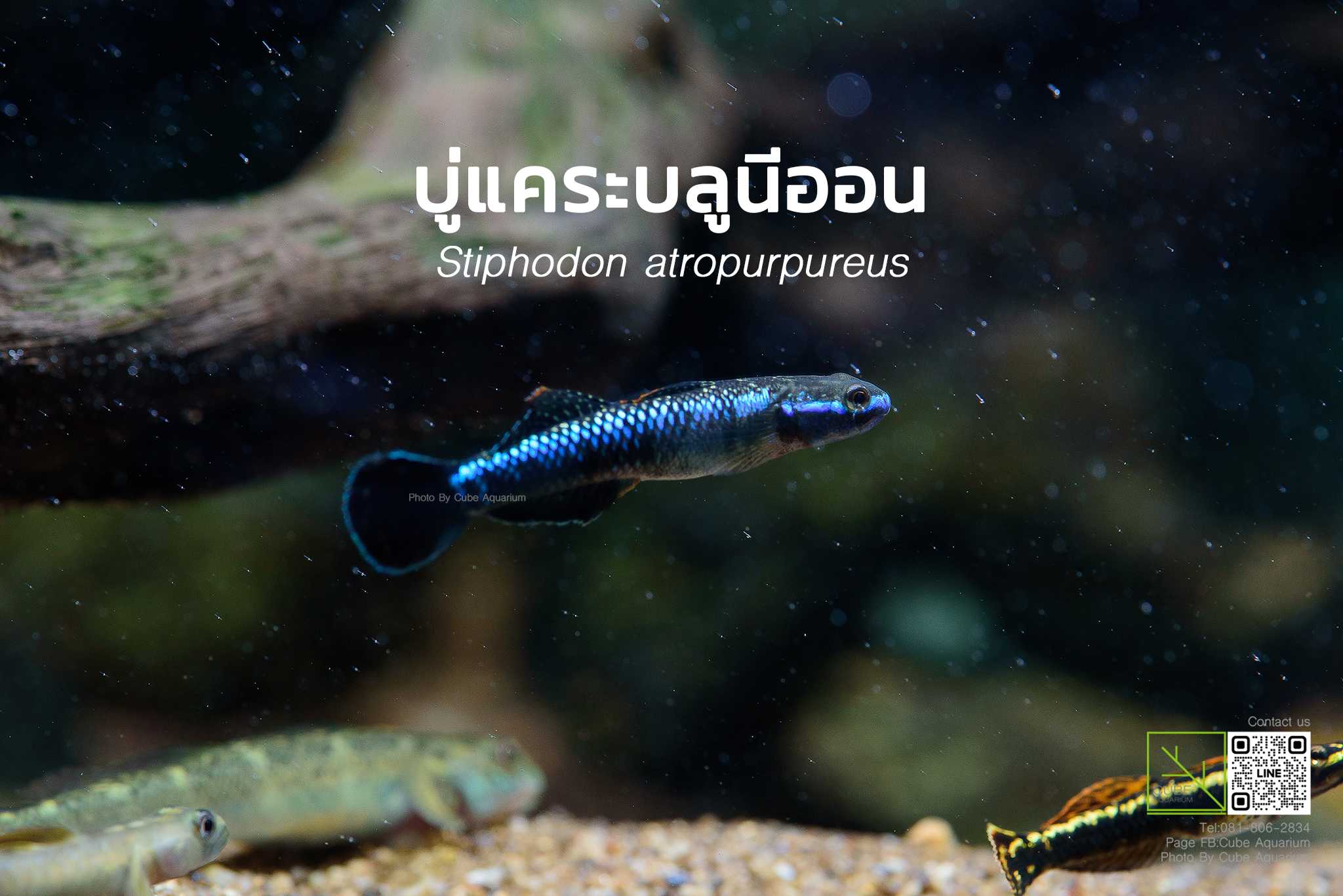 ปลาบู่แคระบลูนีออน Stiphodon atropurpureus 