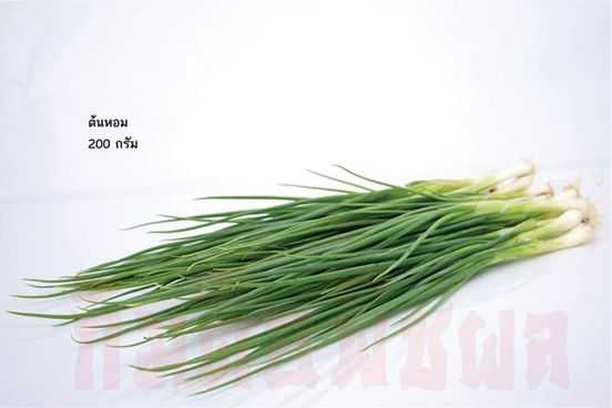 ต้นหอมไทย(Spring onion)