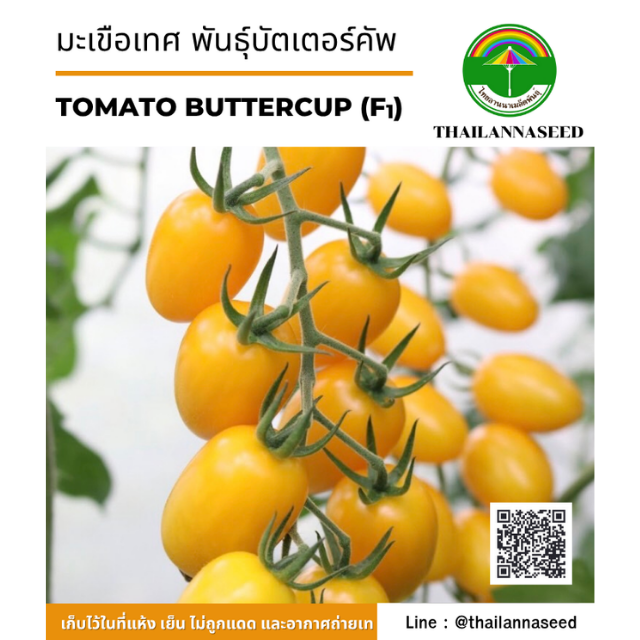 มะเขือเทศ บัตเตอร์คัพ ( จำนวน 15 เมล็ด ) รหัสสินค้า 4038