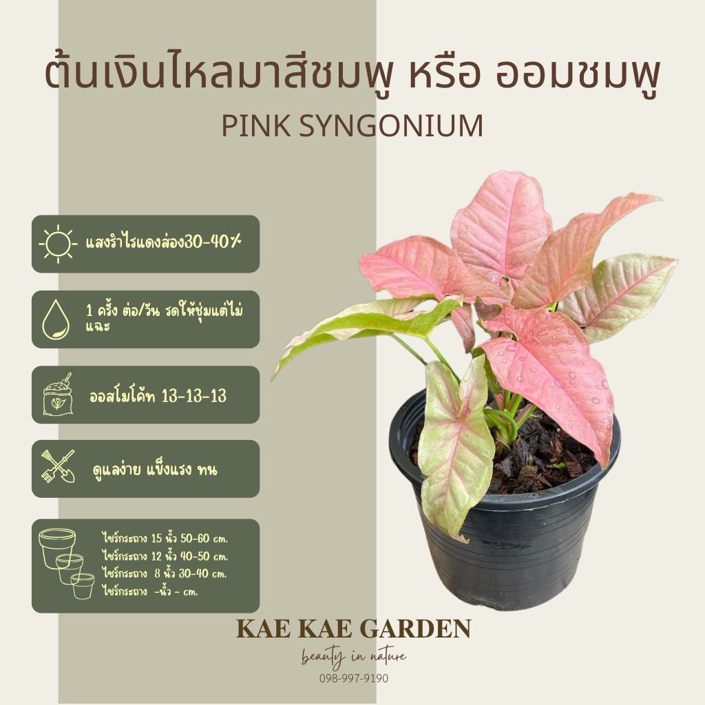 เงินไหลมาชมพูไม้มงคล