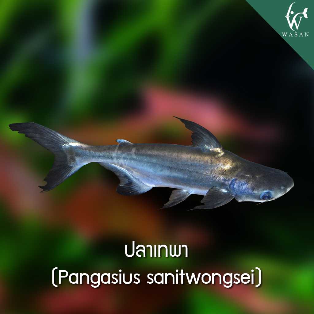 ปลาเทพา Pangasius sanitwongsei (ไซส์ 1-2 นิ้ว)