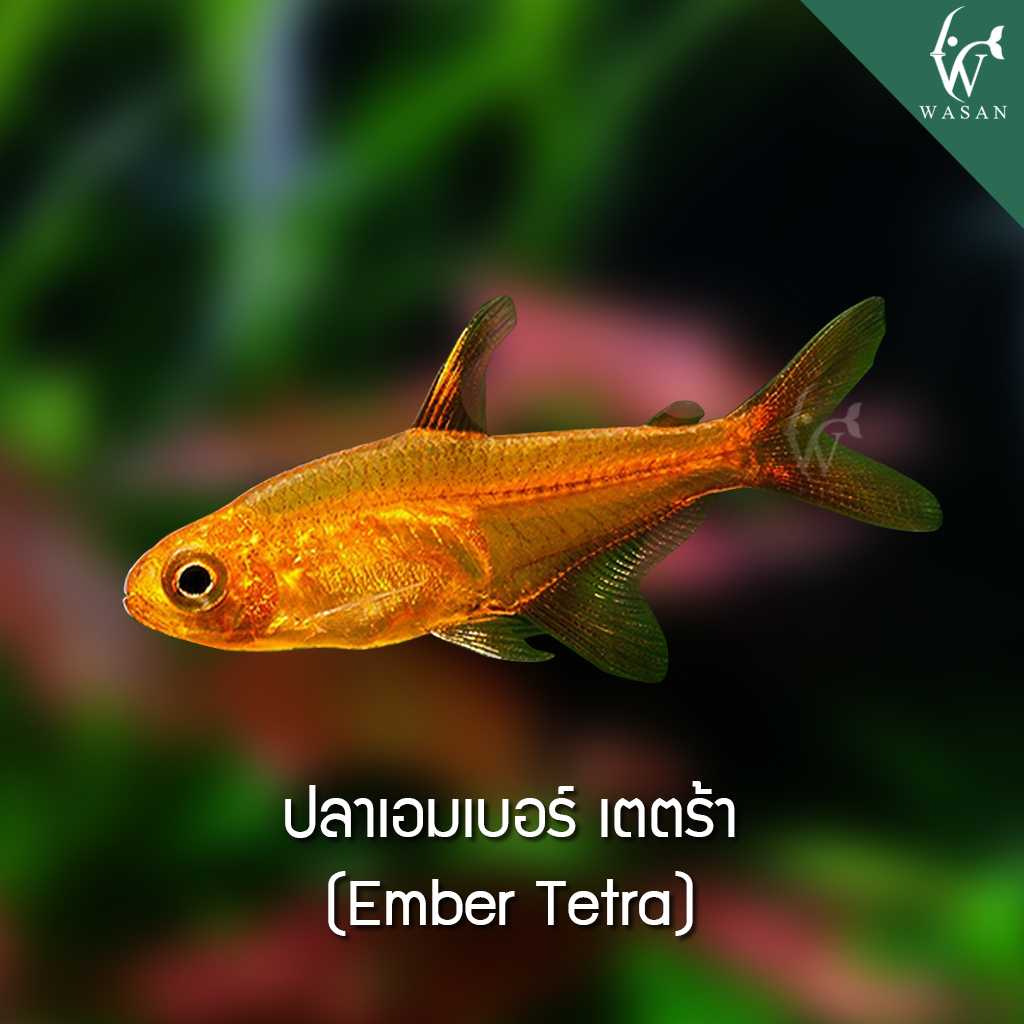ปลาเอมเบอร์ เตตร้า Ember Tetra (ไซส์ 2 cm)